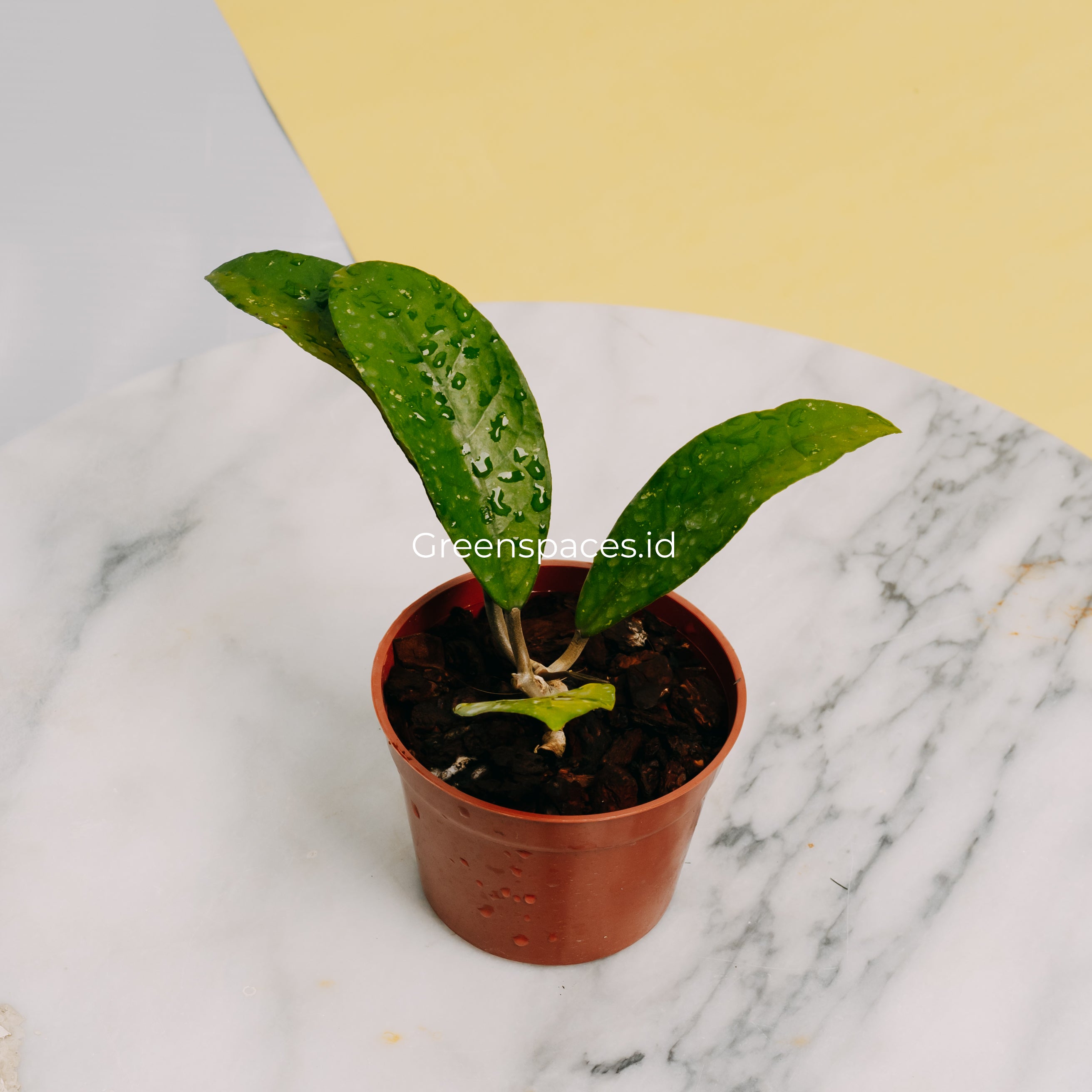 Hoya Fauziana Sp Kalbar