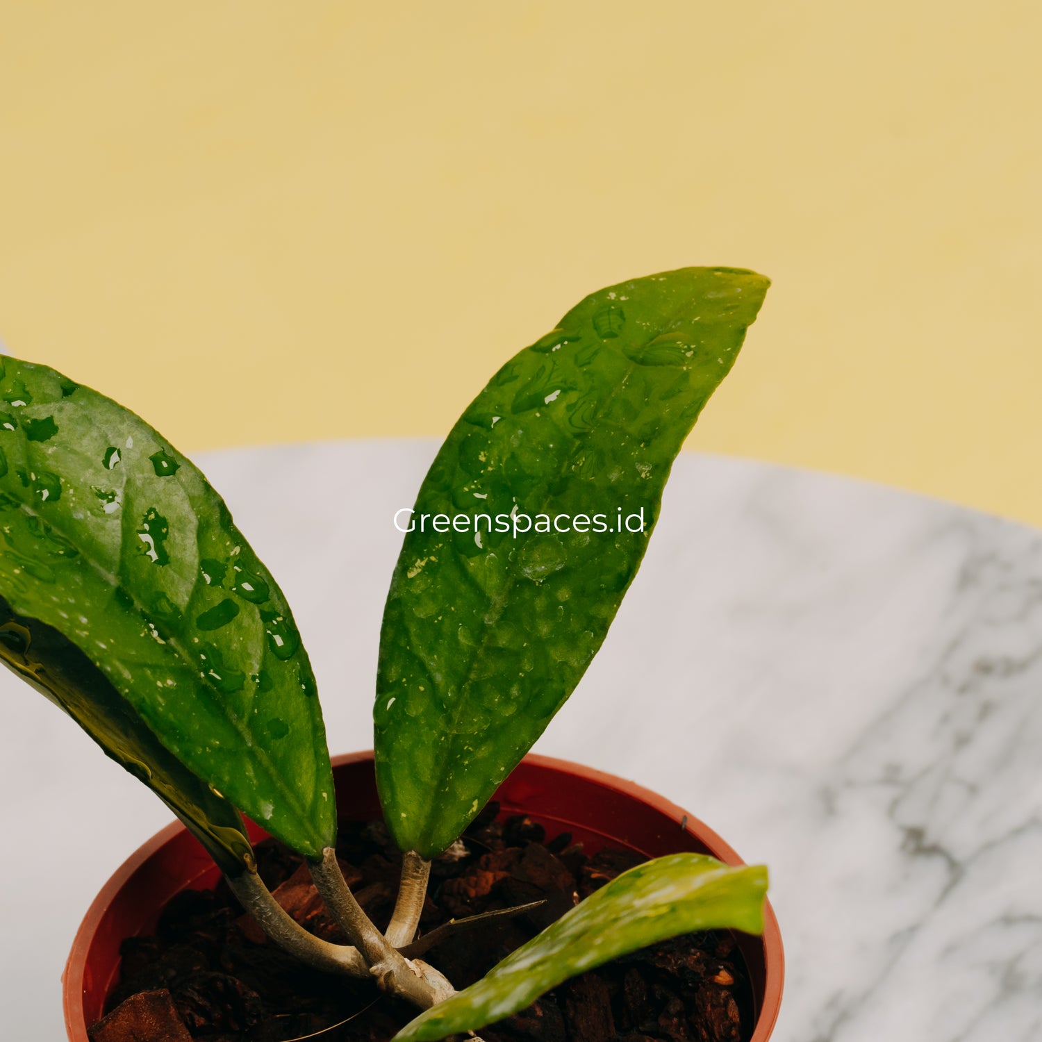 Hoya Fauziana Sp Kalbar