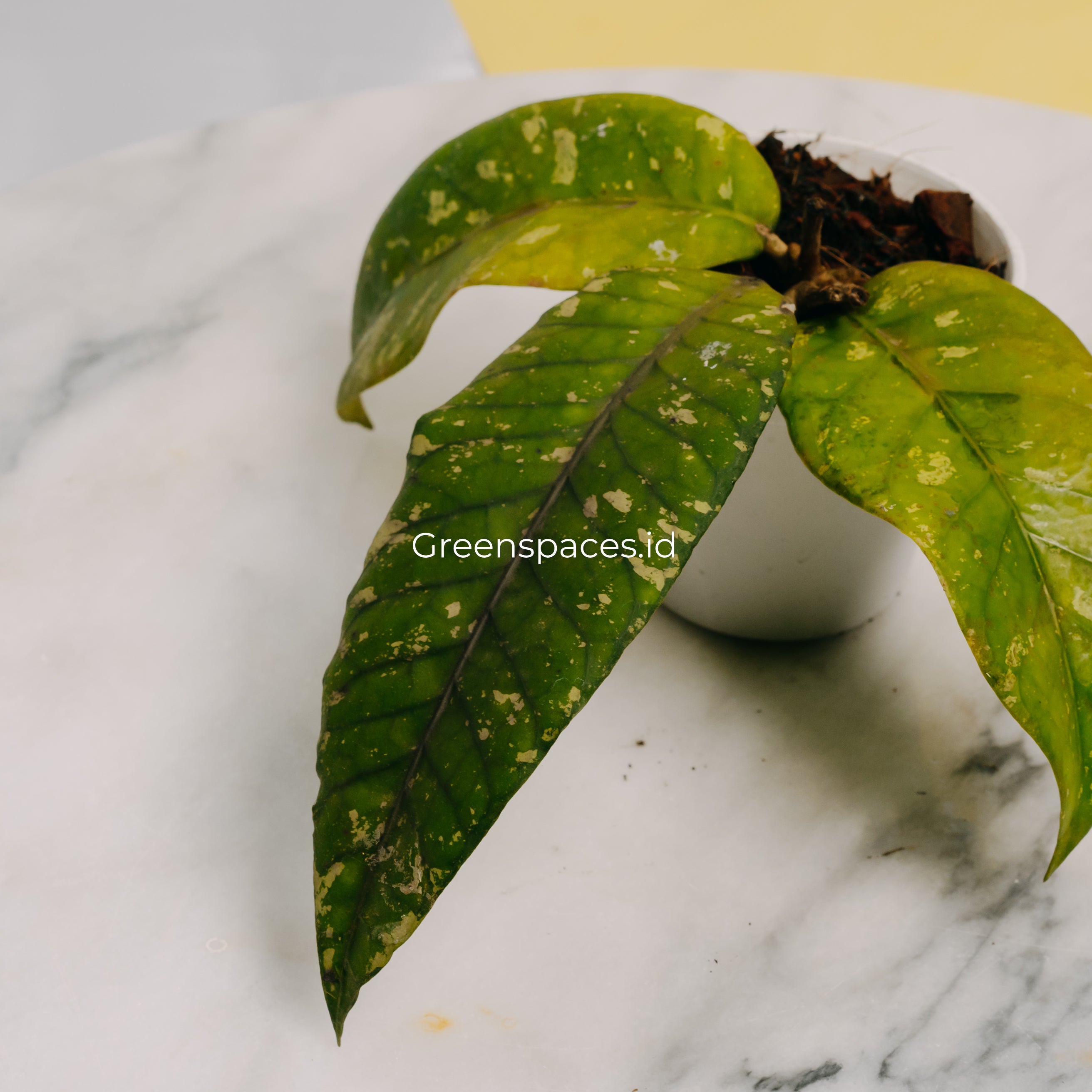 Hoya SP Gayo Lues