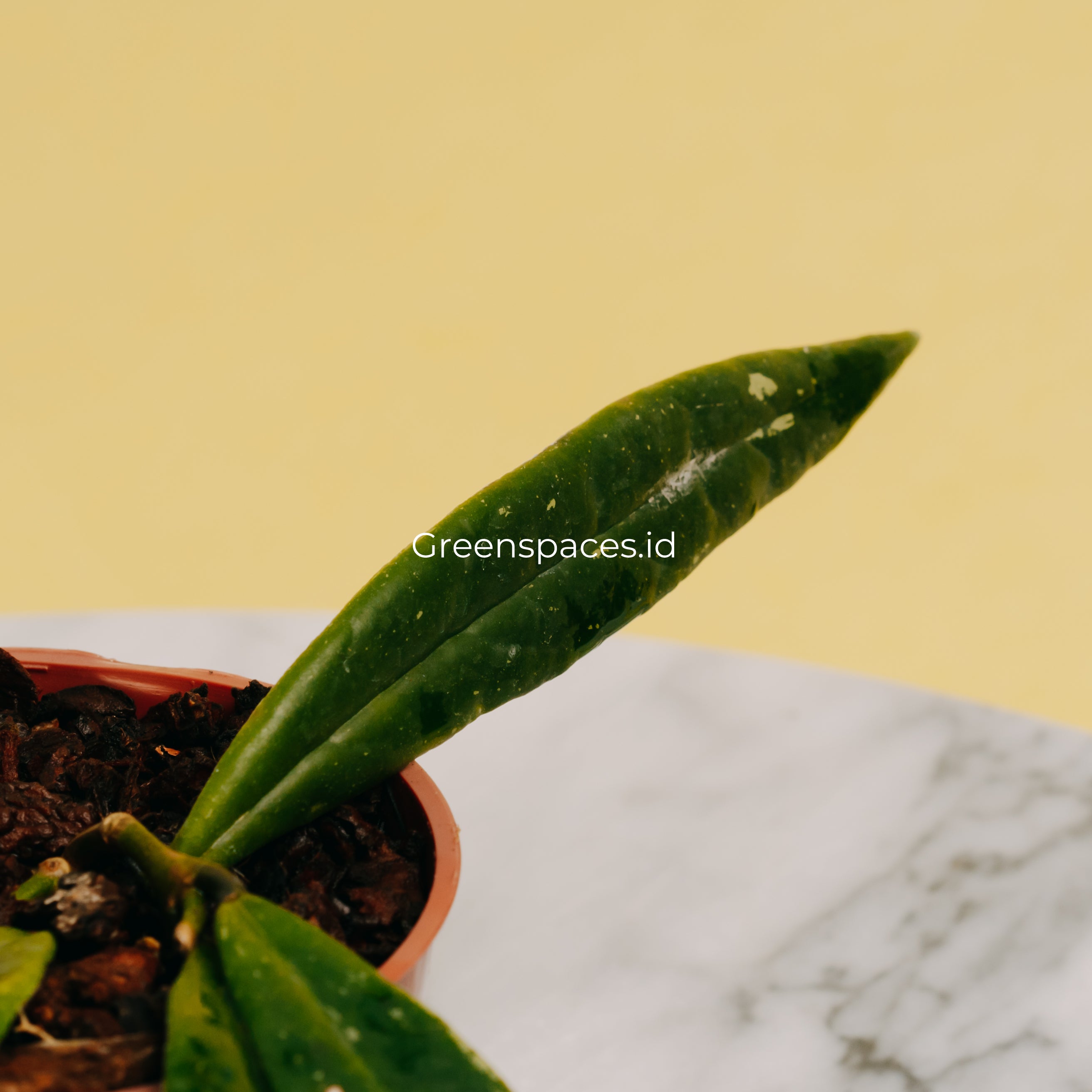 Hoya Sulawesiana