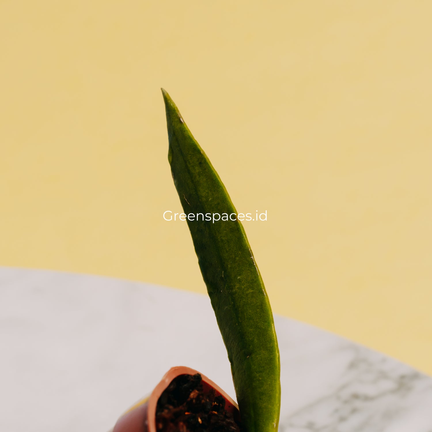 Hoya Sulawesiana