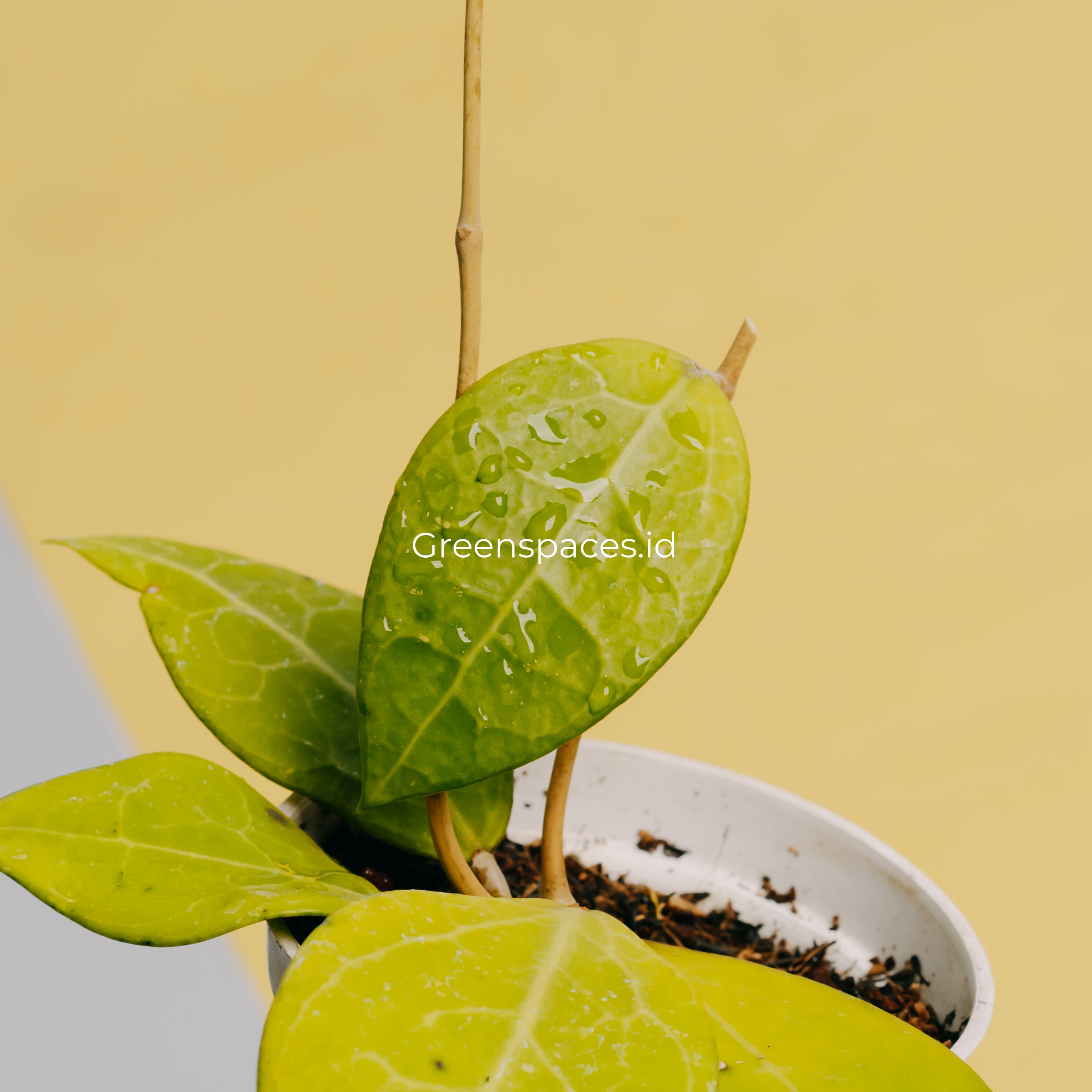 Hoya Verticilata Sp Bali