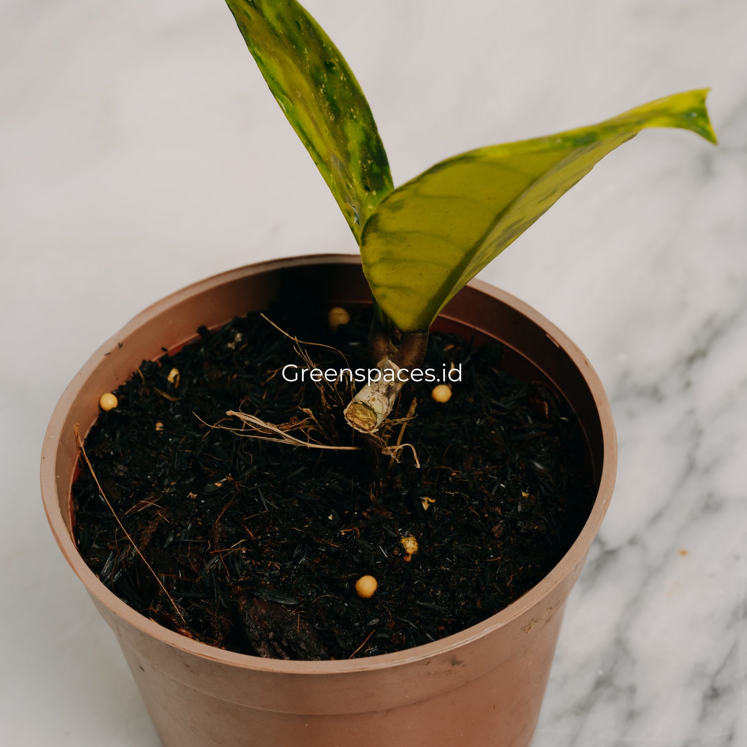 Hoya Callistophyla Black Dot