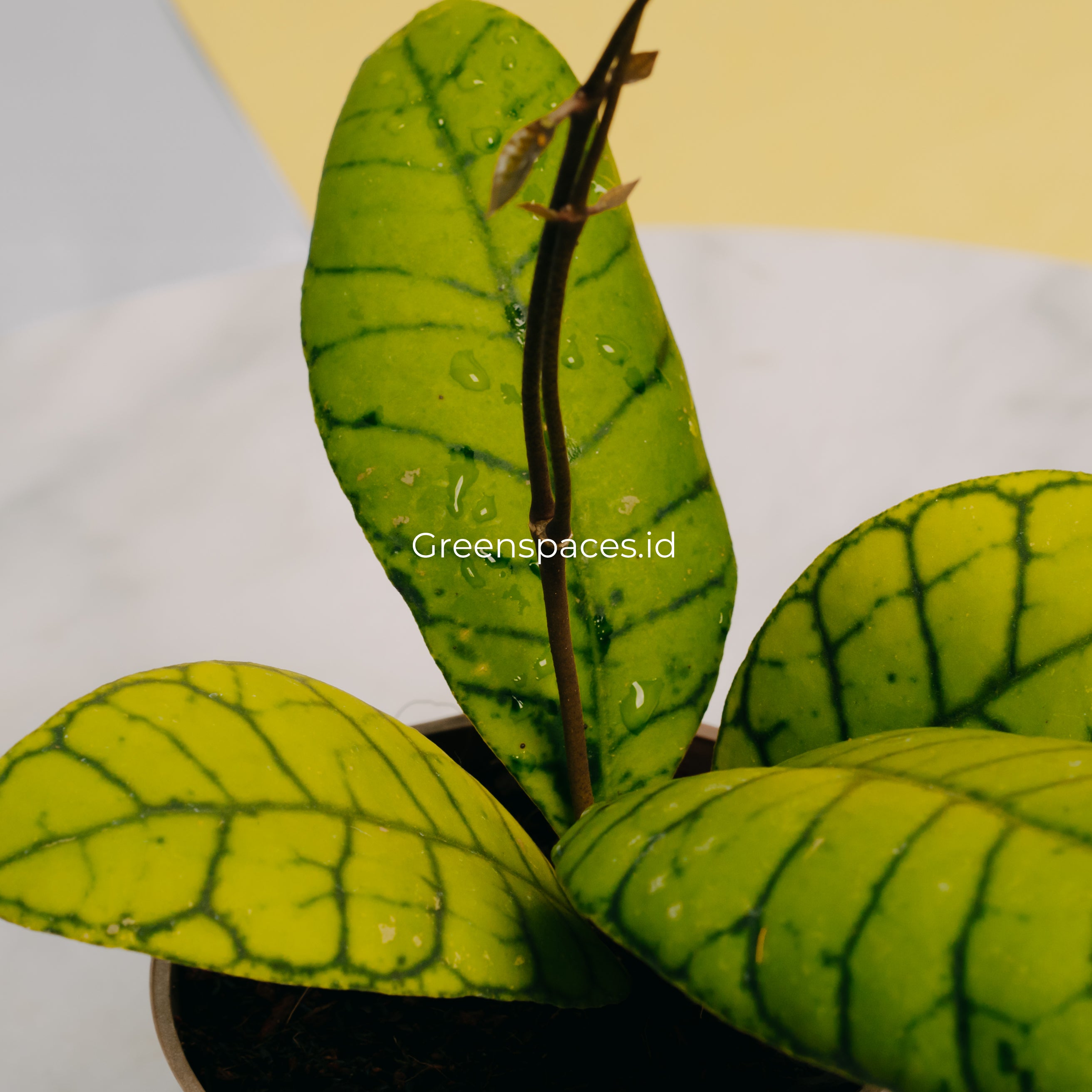 Hoya Callistophyla Kalteng
