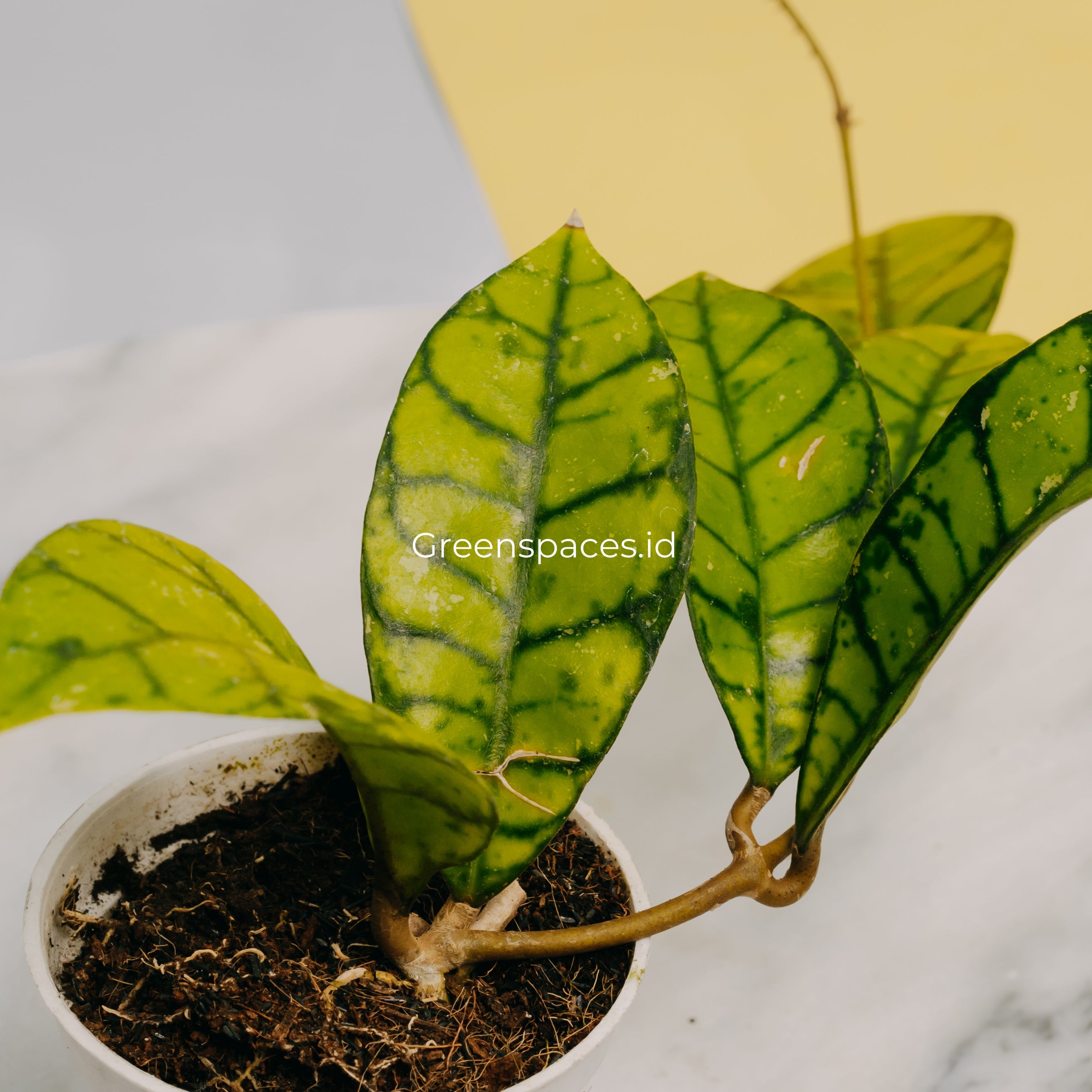 Hoya Callistophylla Tabalong
