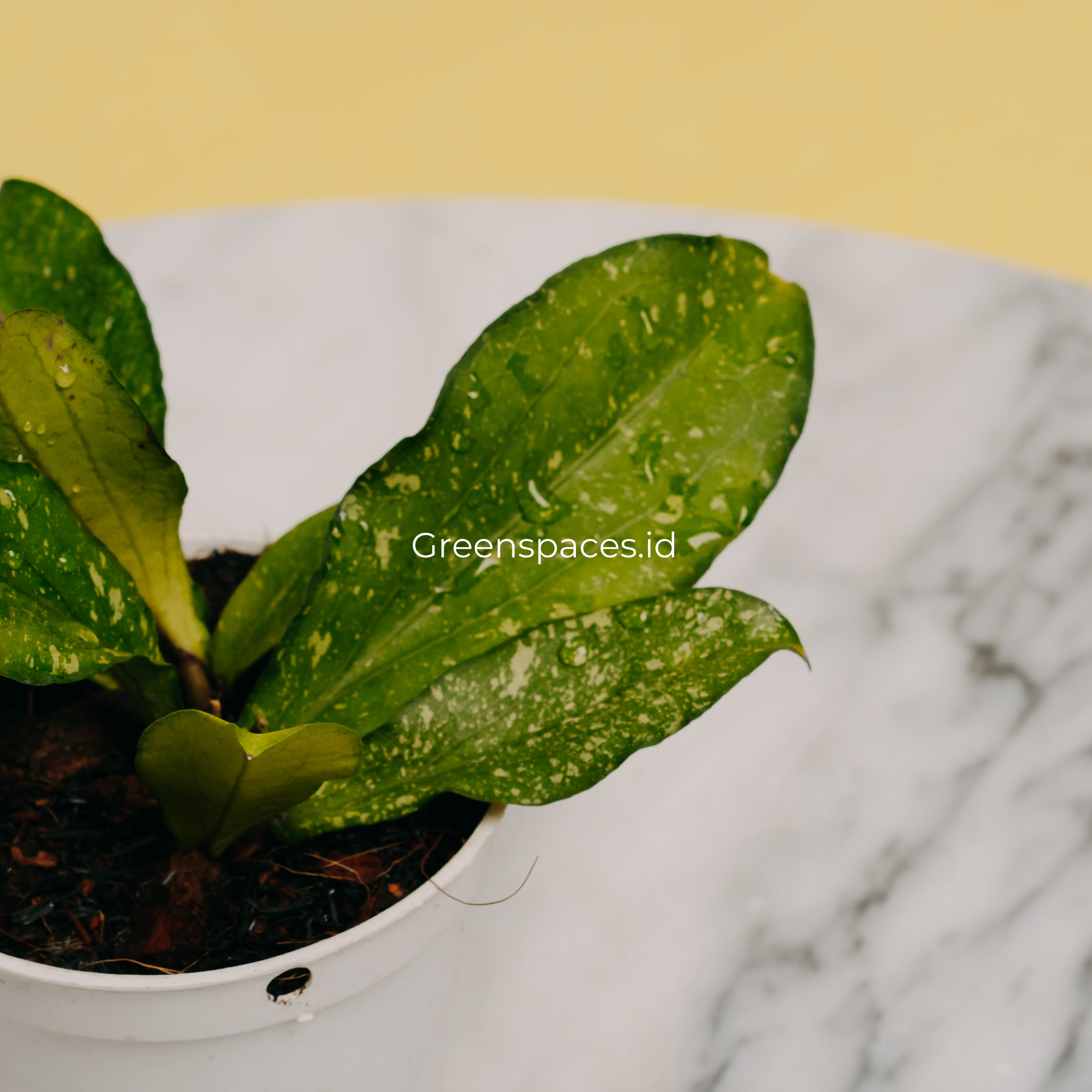 Hoya Erythrina Spalsh