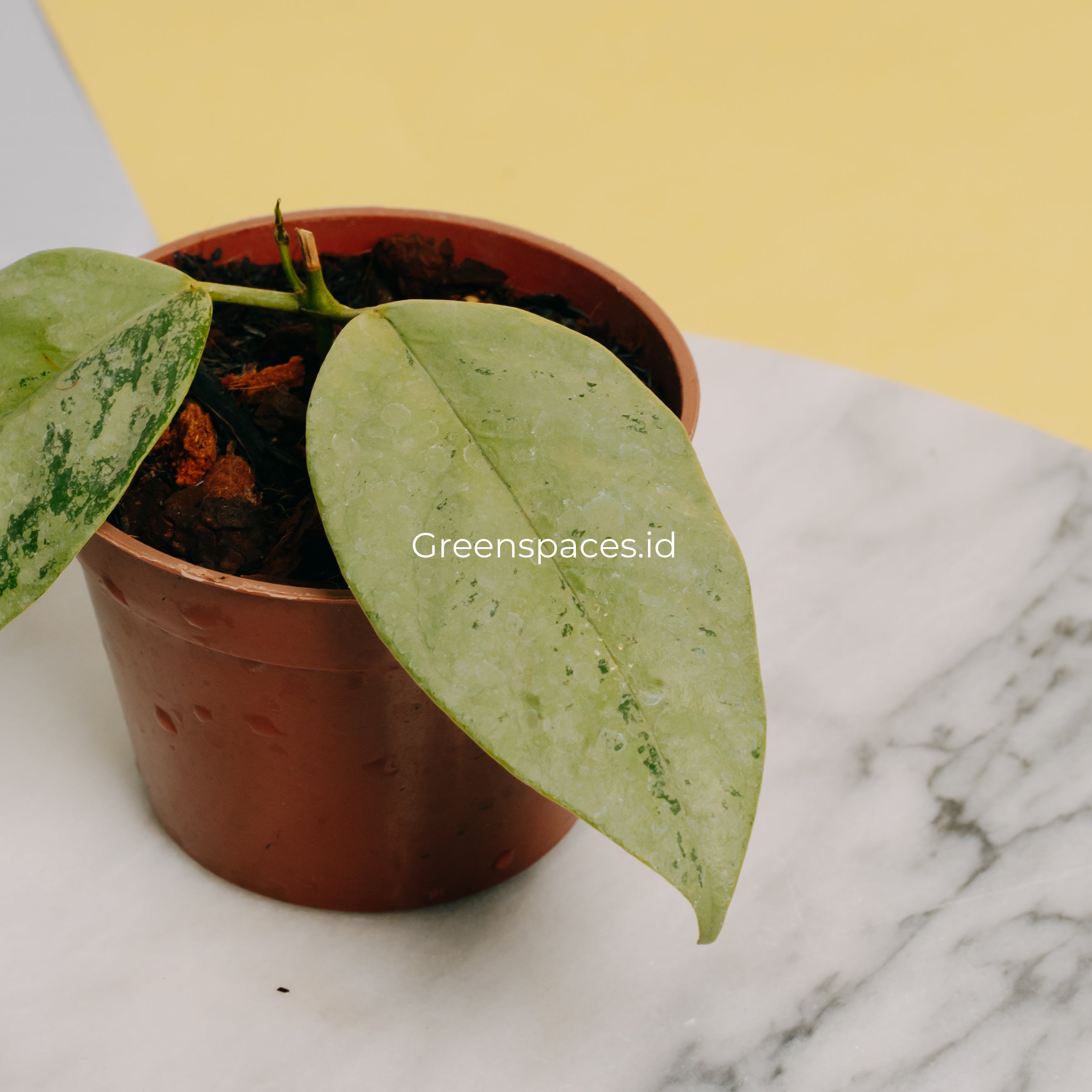 Hoya Coriacea Silver