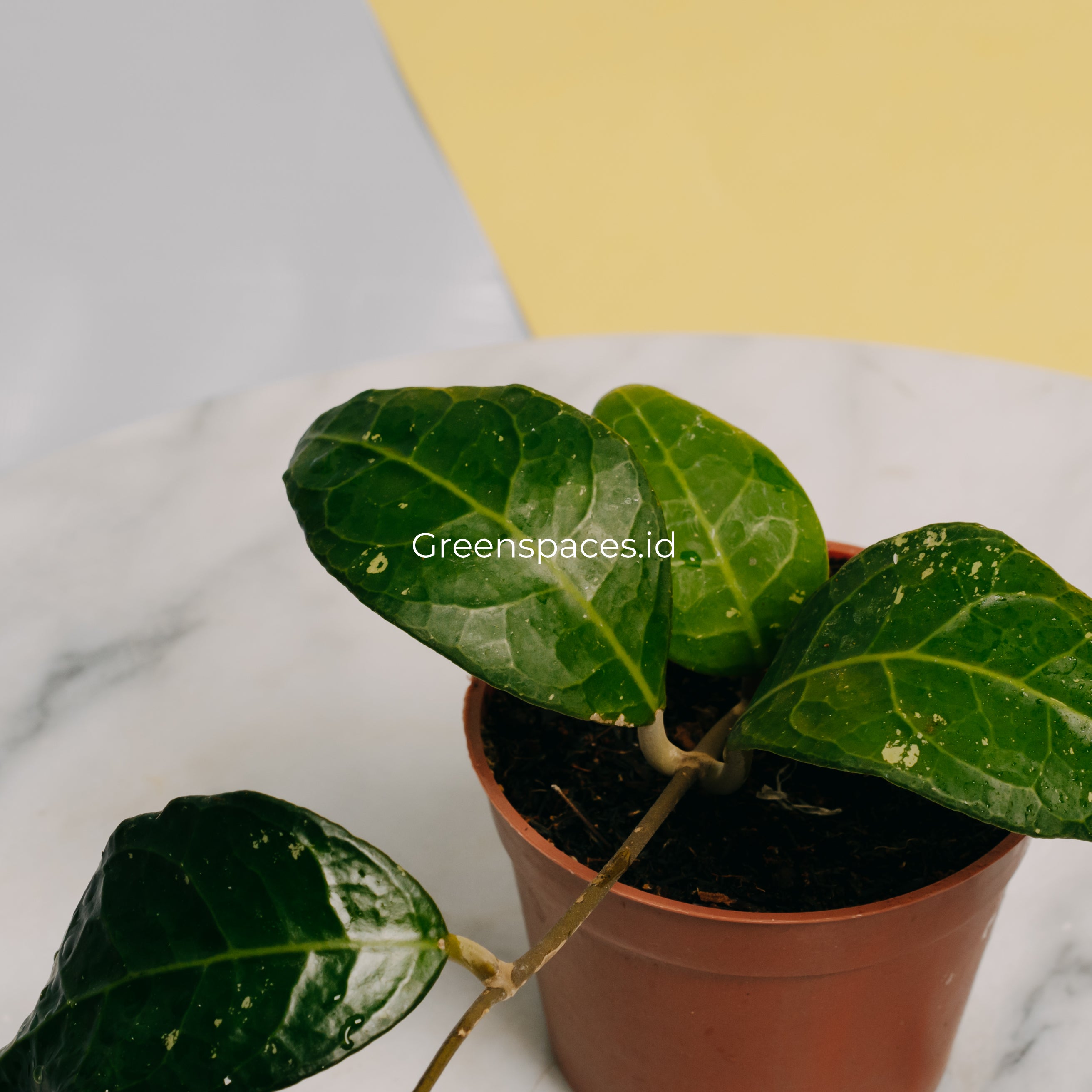 Hoya Verticilata Lampung