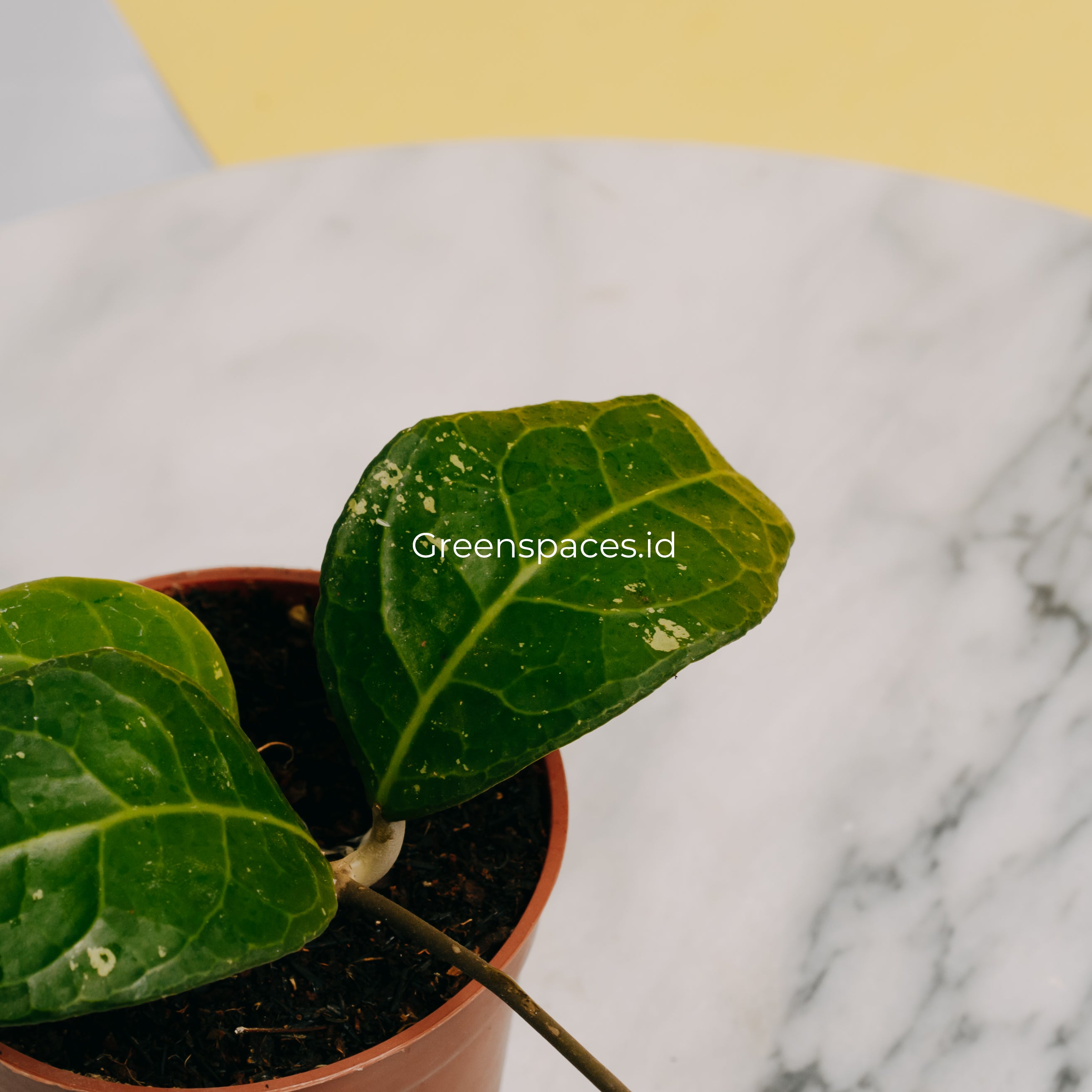 Hoya Verticilata Lampung