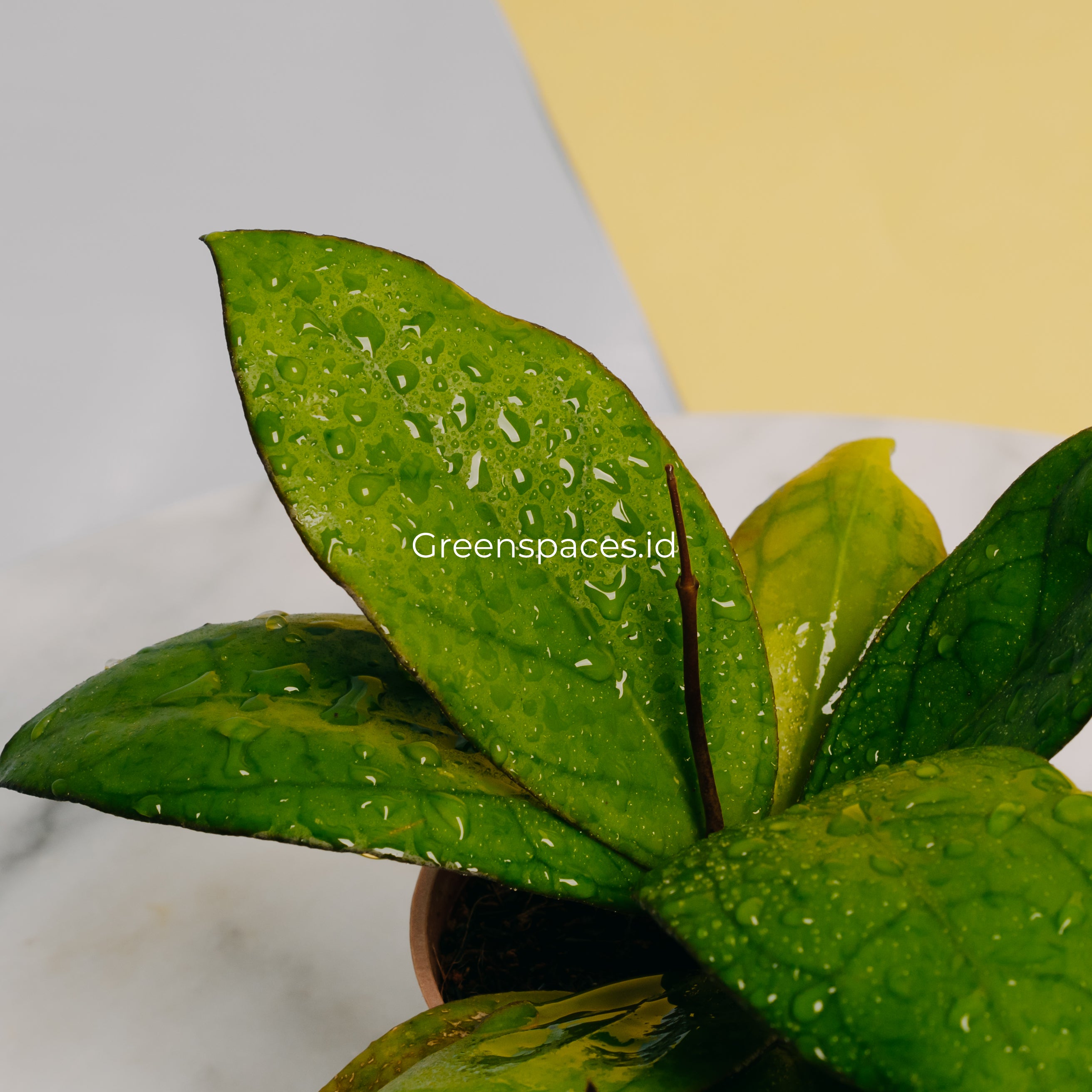 Hoya Puom Siam Ruby