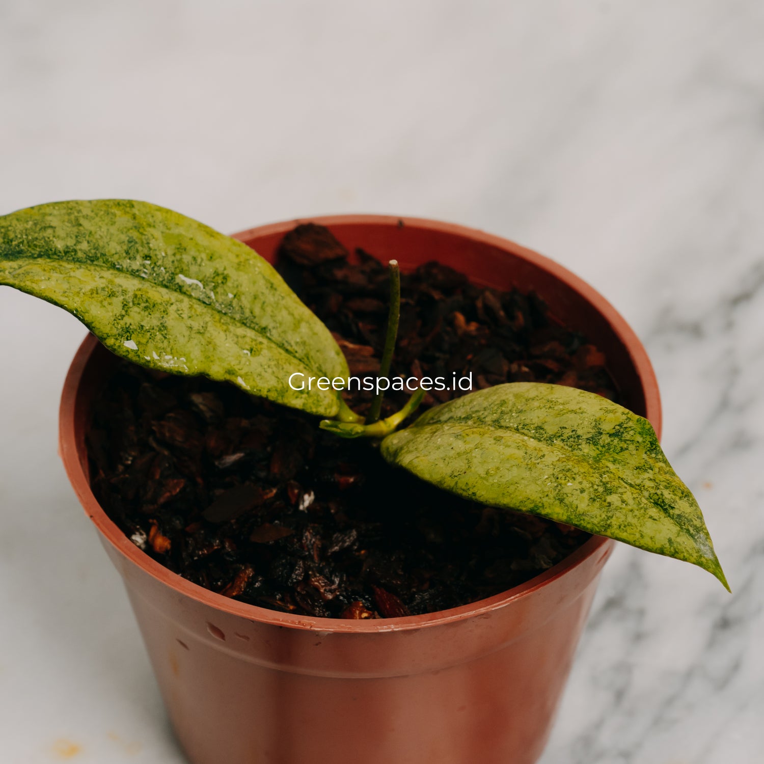 Hoya Mitrata Silver