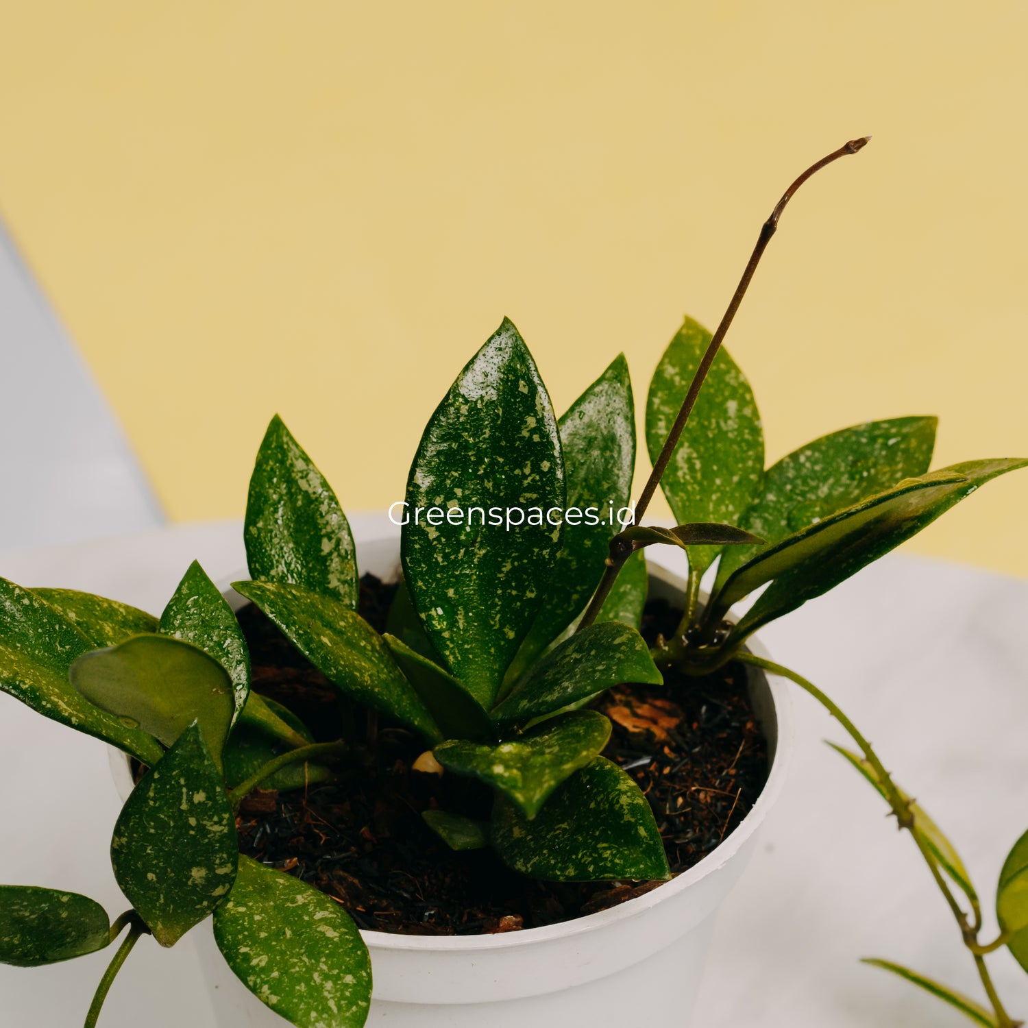 Hoya Sp Cianjur Splash