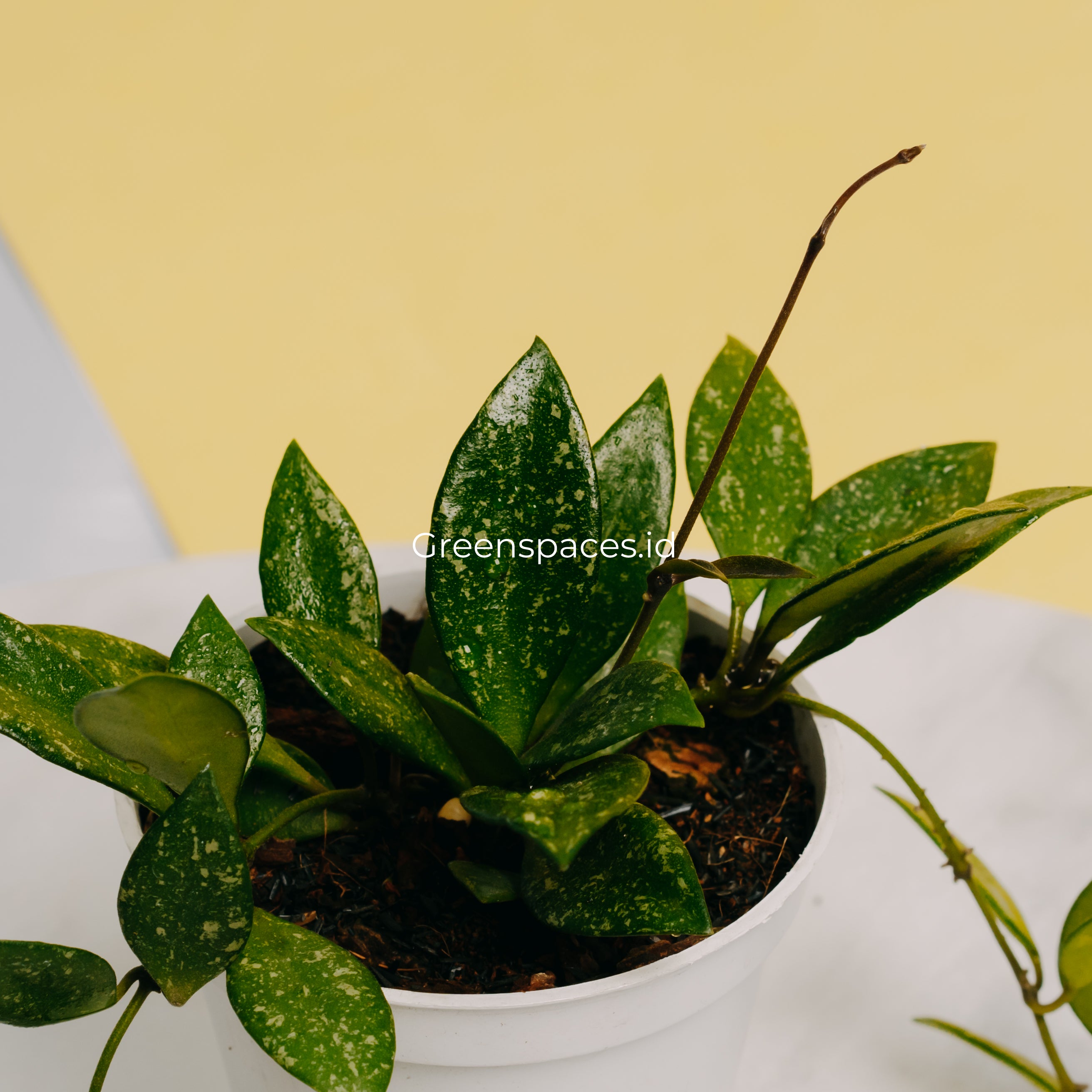 Hoya Sp Cianjur Splash