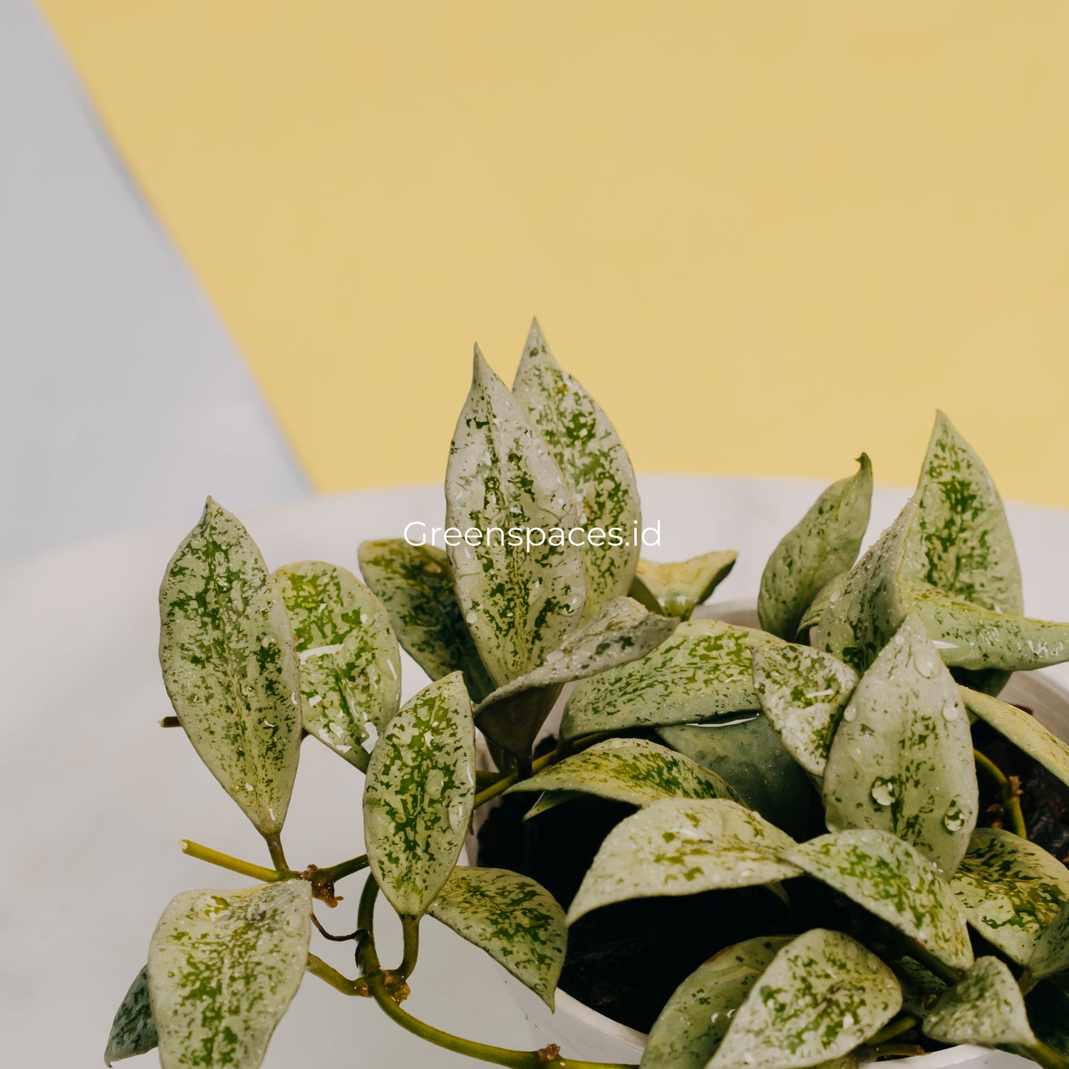 Hoya Lacunosa Silver Lime