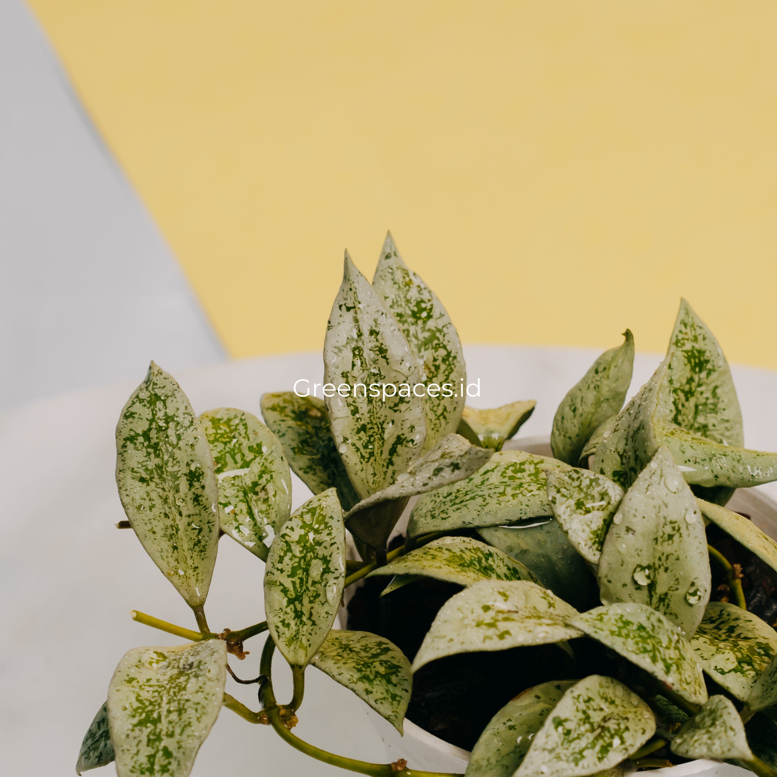 Hoya Lacunosa Silver Lime