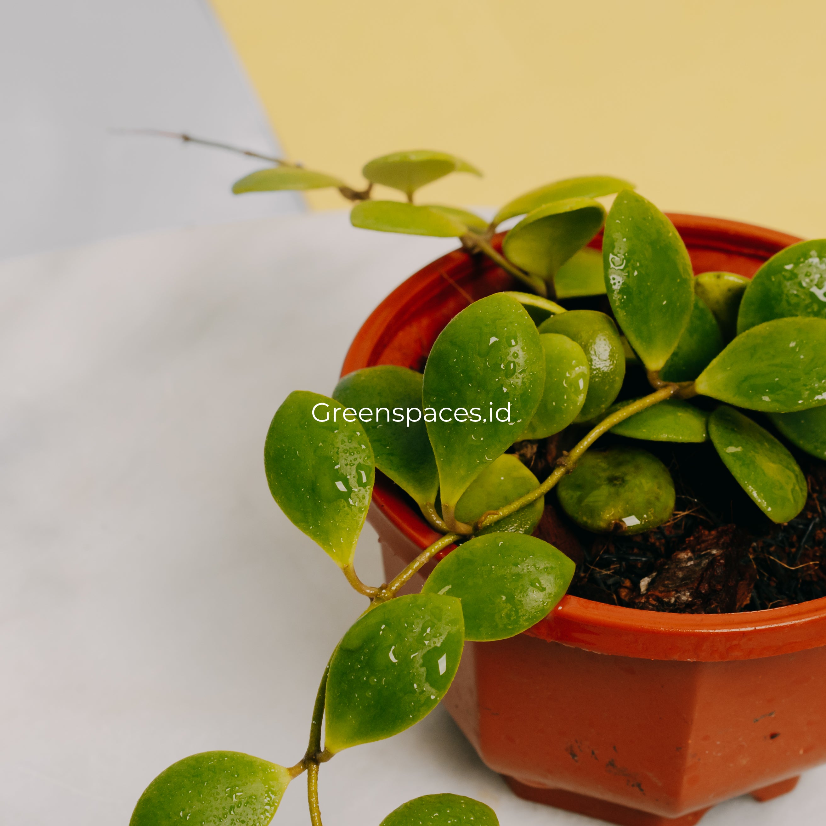 Hoya New Sp Sulawesi