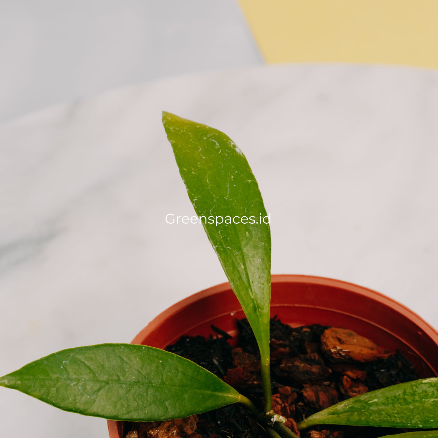 Hoya Sulawesiana Small Leaf
