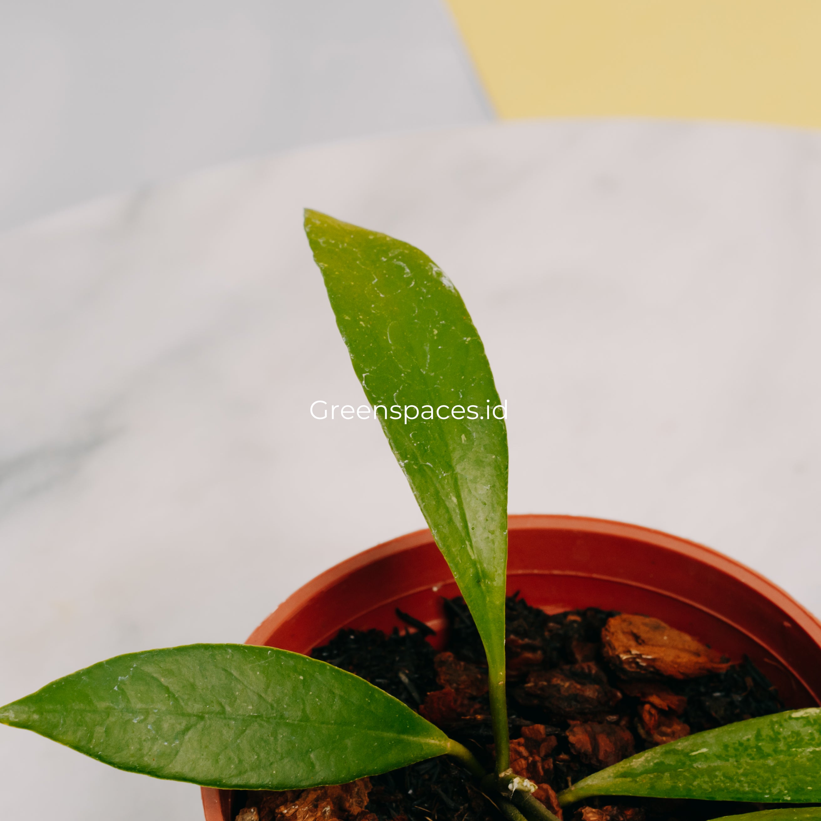 Hoya Sulawesiana Small Leaf
