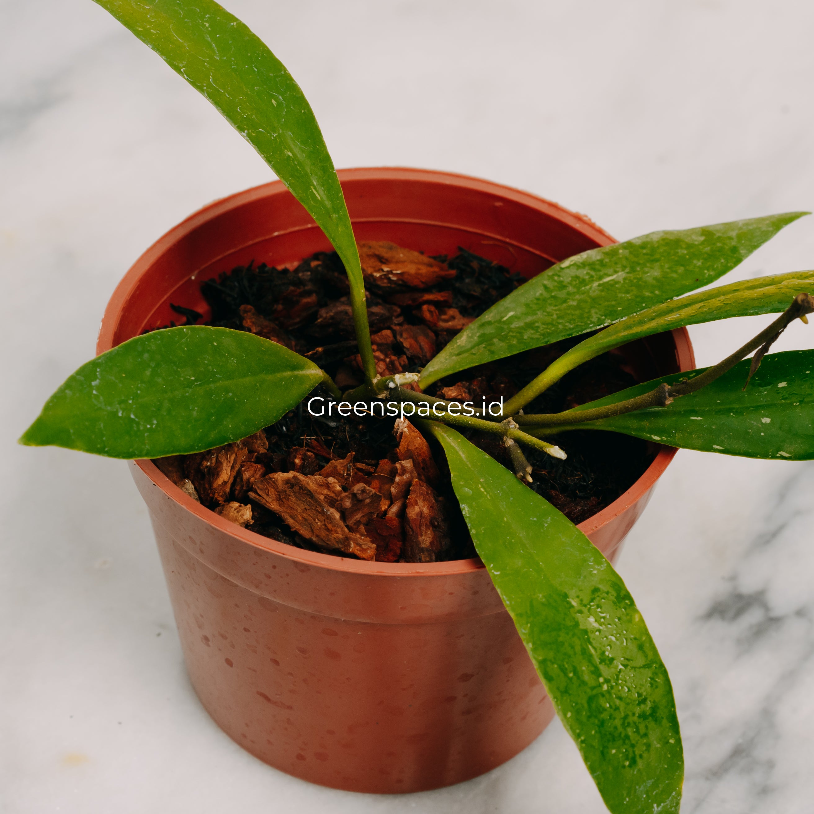 Hoya Sulawesiana Small Leaf