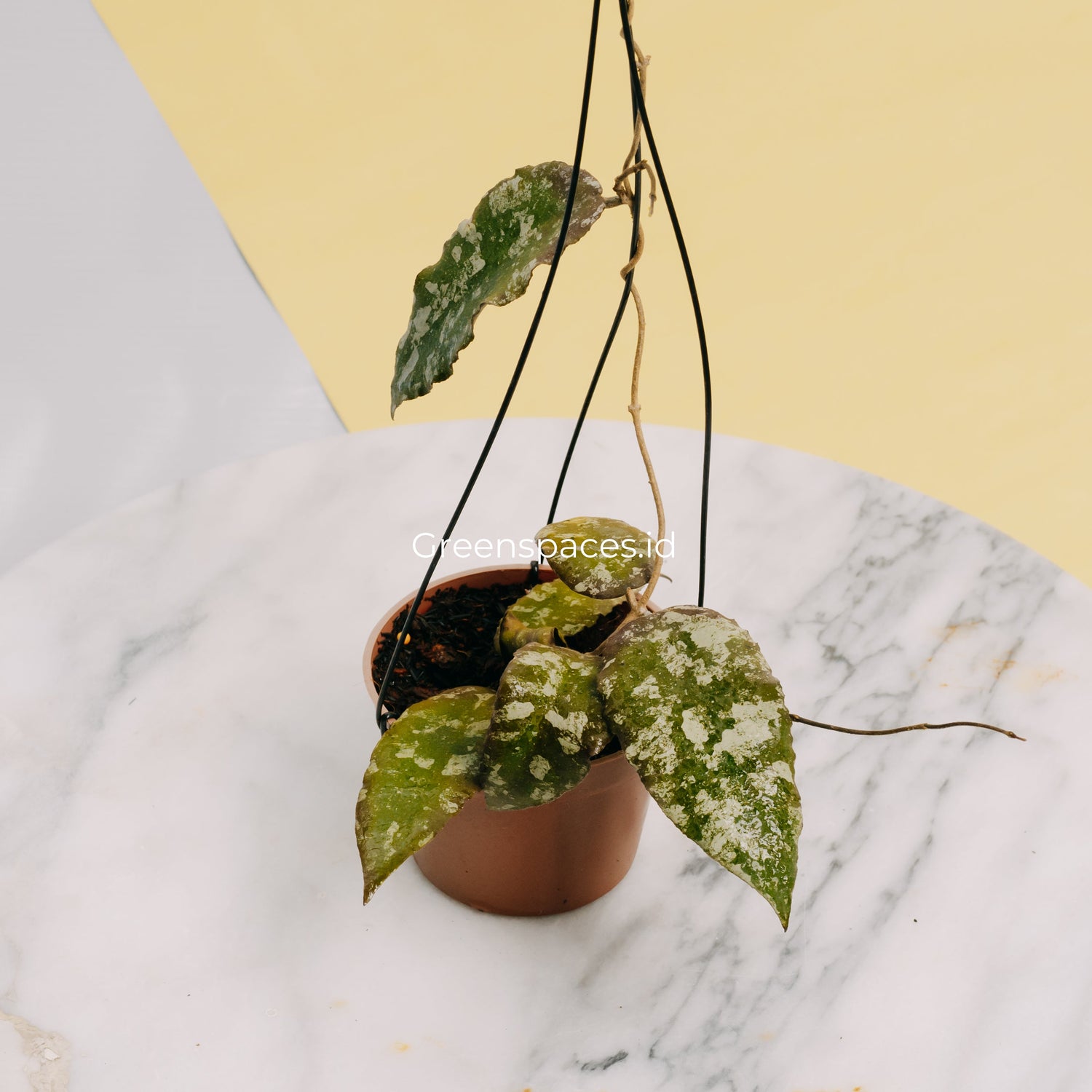 🎁 Hoya Caudata Aceh Splash (100% off)