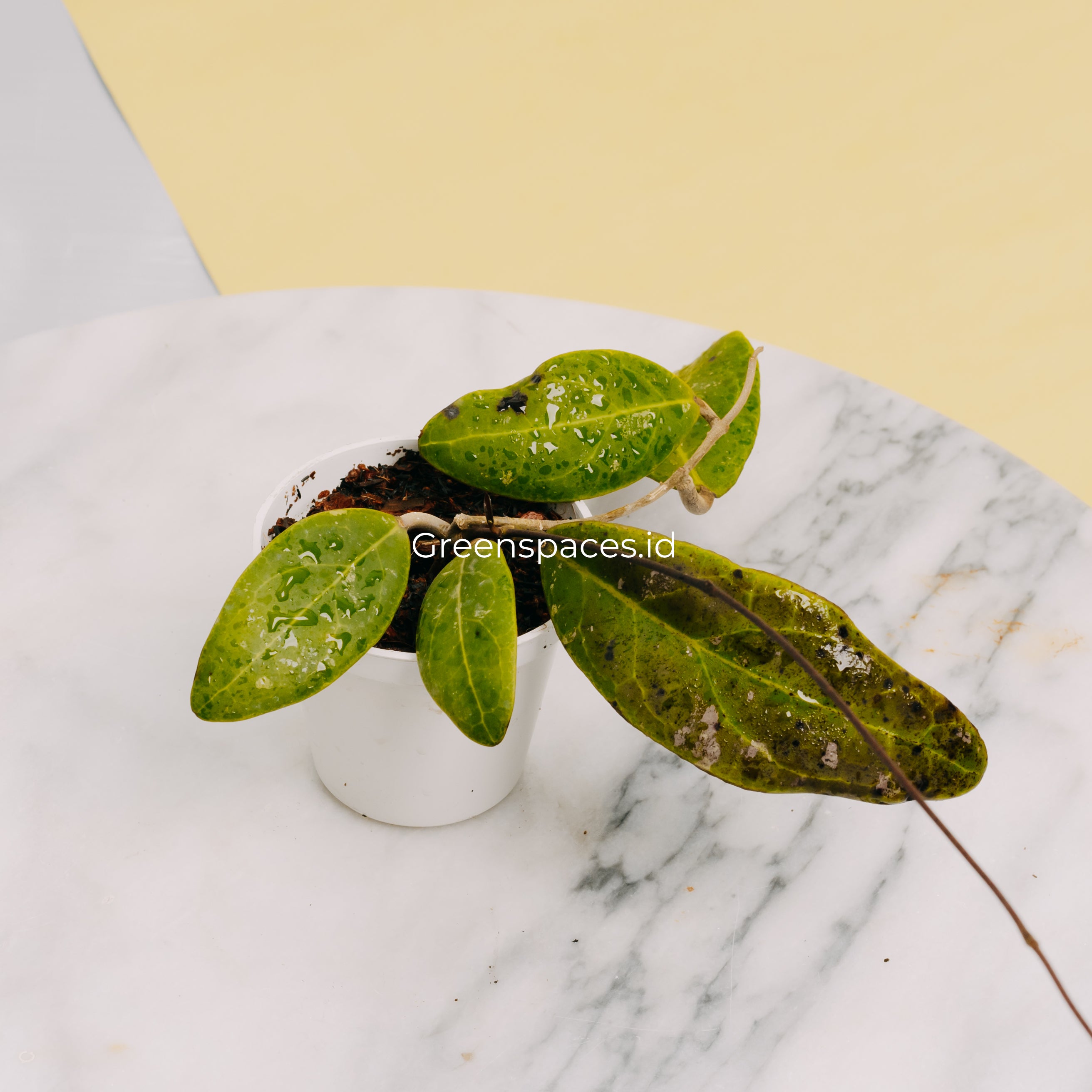 Hoya Rintzii Borneo