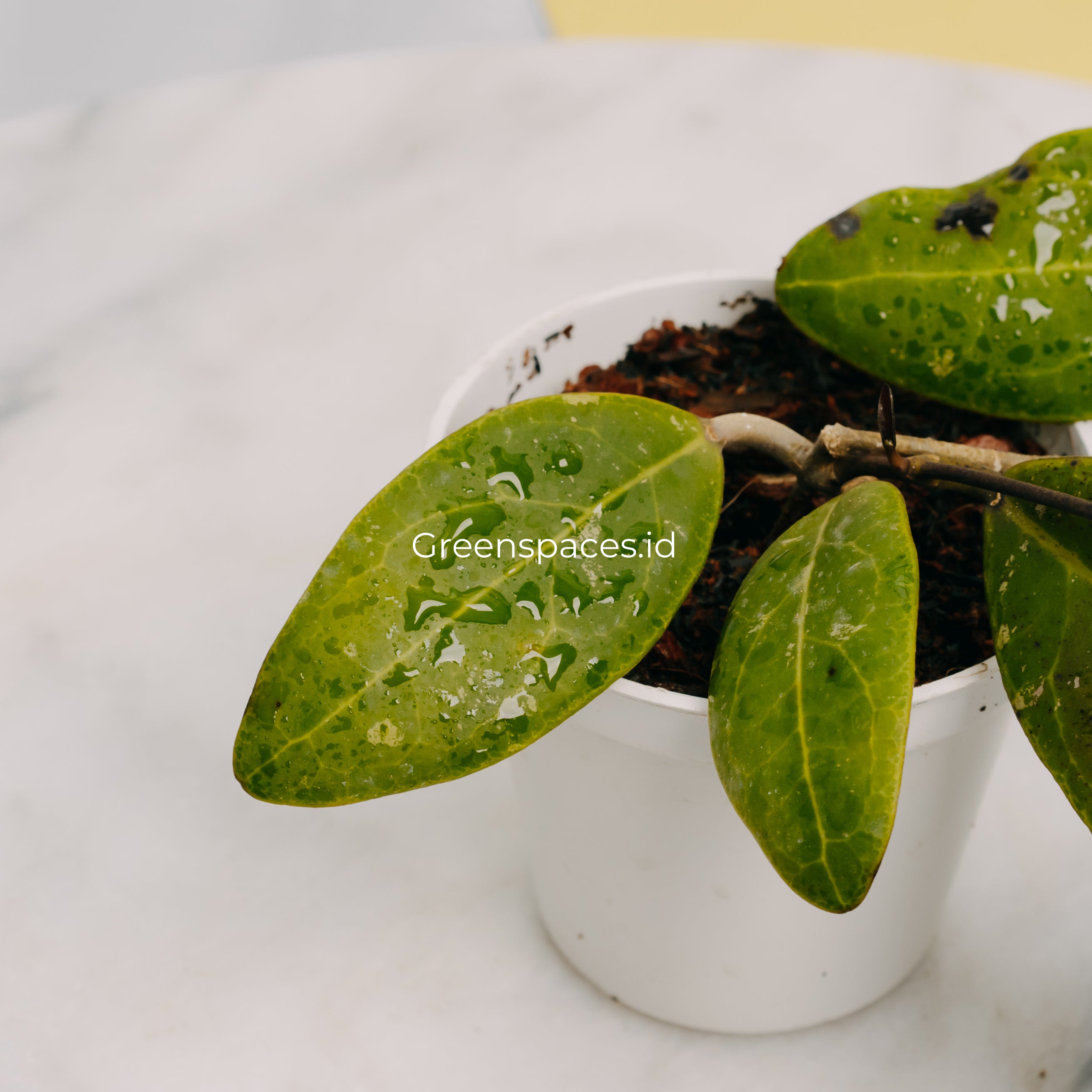 Hoya Rintzii Borneo