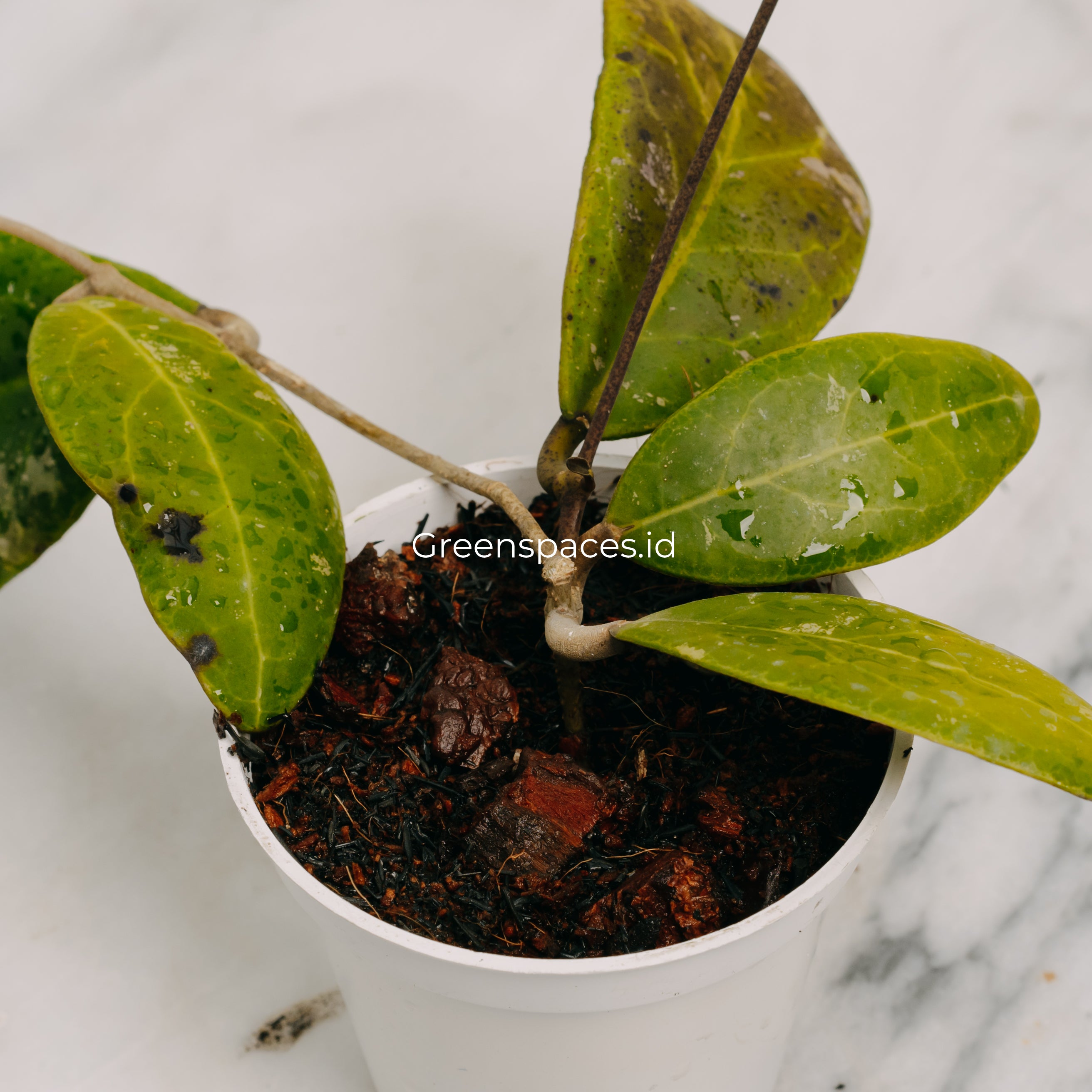 Hoya Rintzii Borneo