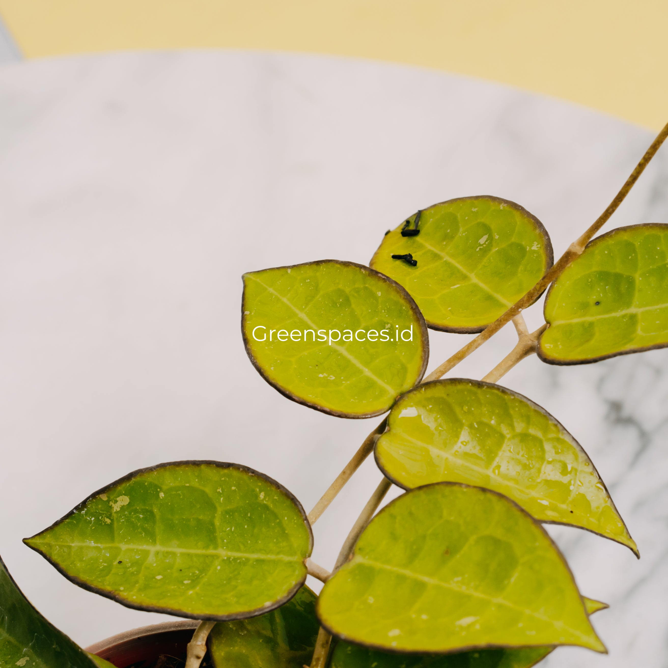 Hoya Verticilata MA07