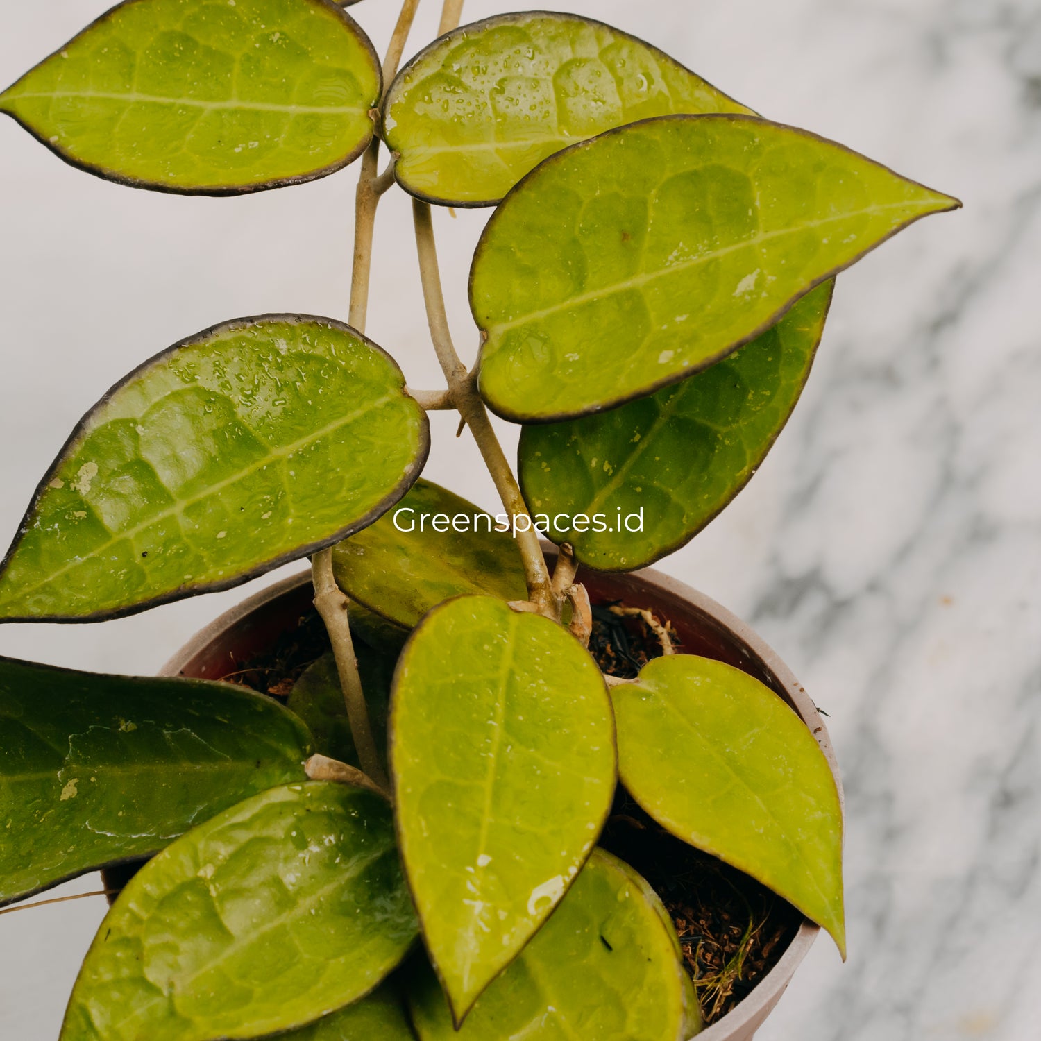 Hoya Verticilata MA07