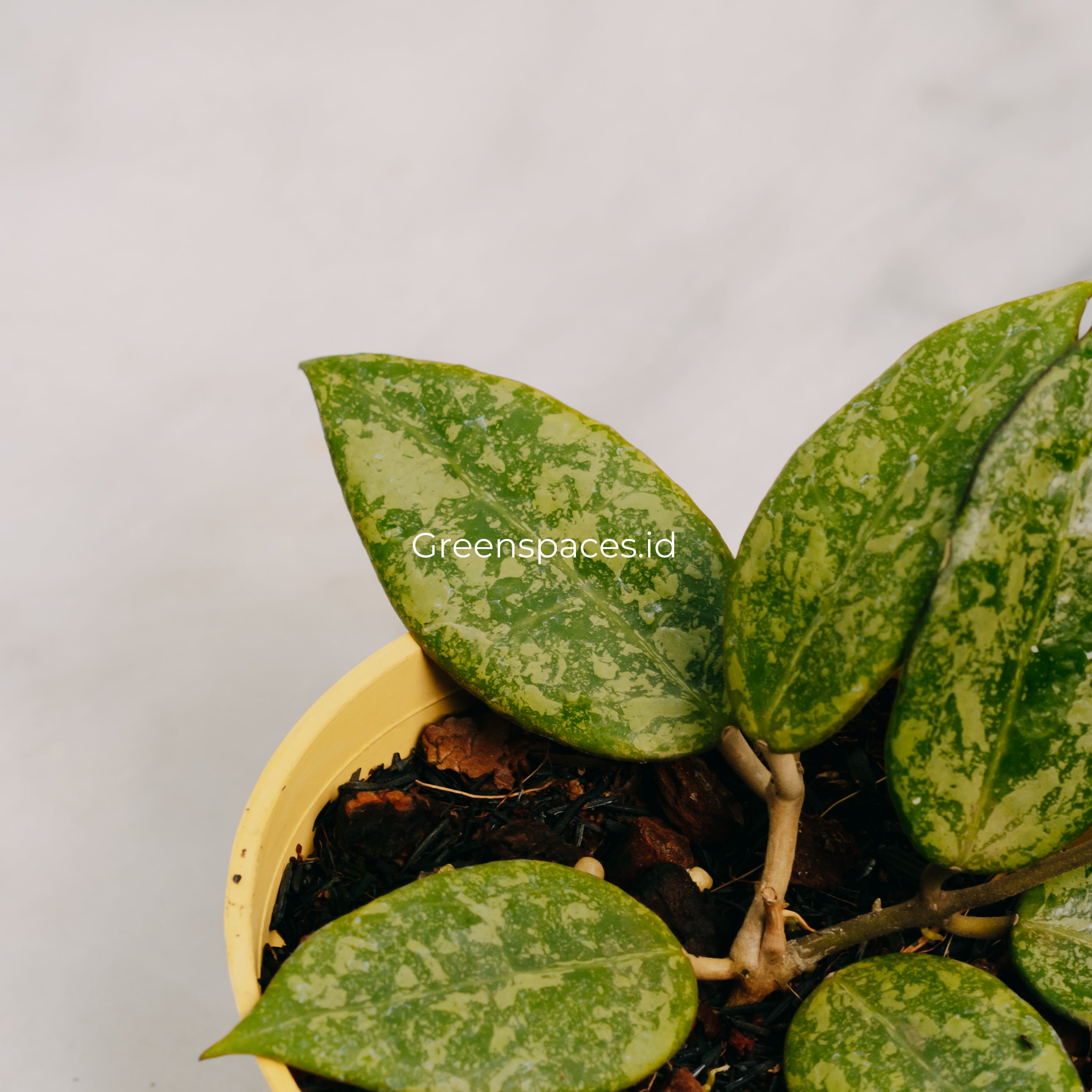 Hoya Verticilata Splash Nganjuk