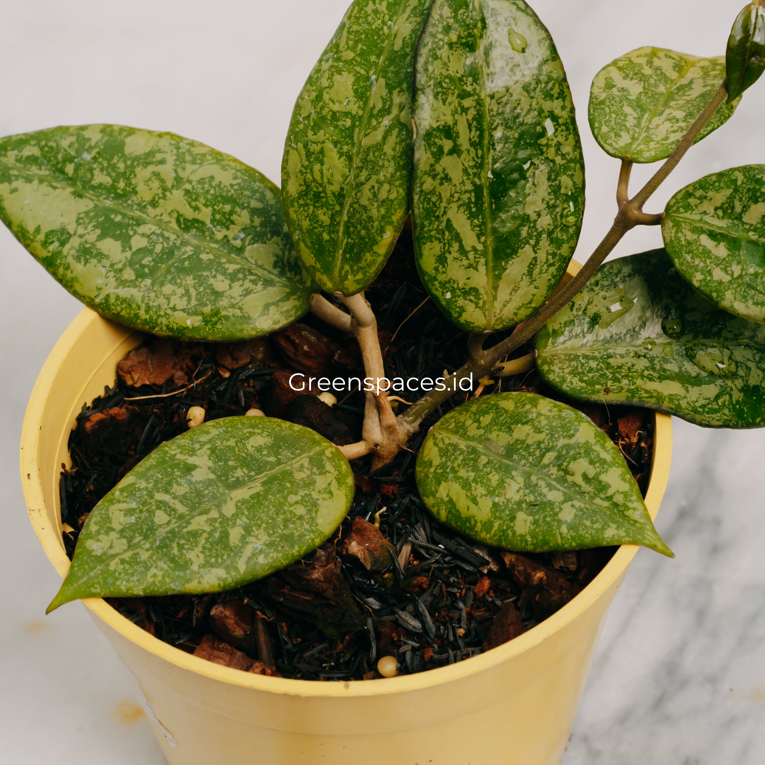 Hoya Verticilata Splash Nganjuk