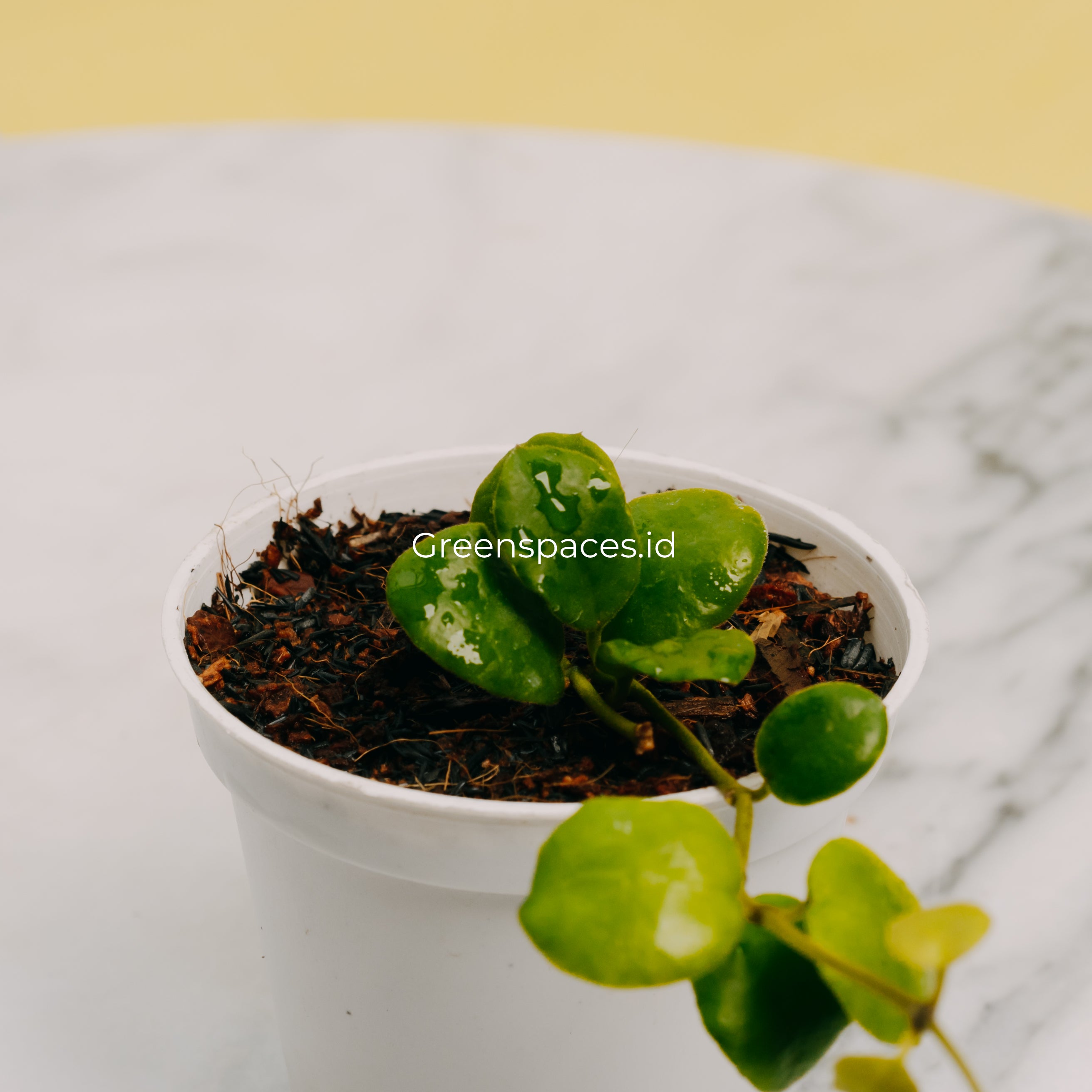Hoya New Sp Buntok
