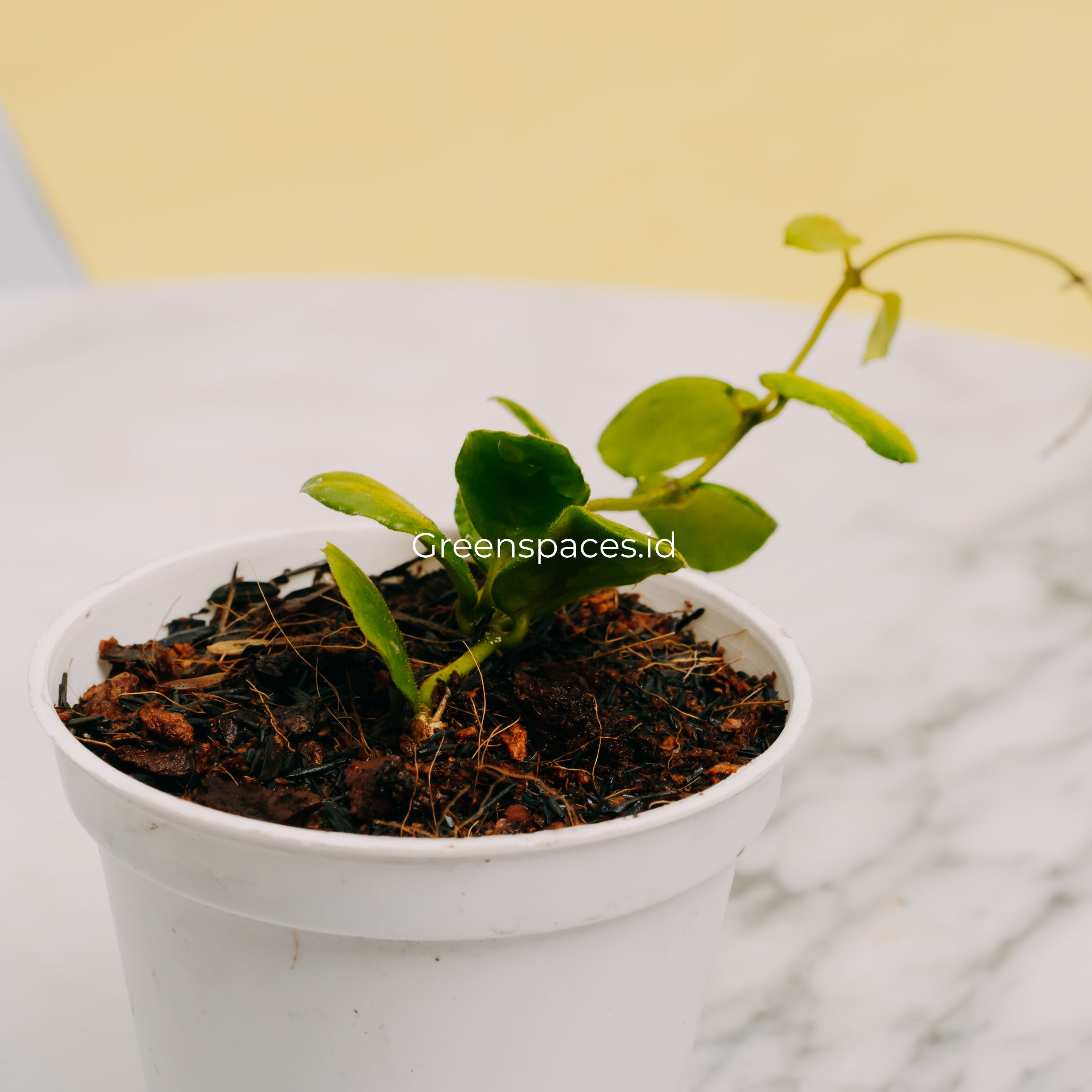 Hoya New Sp Buntok