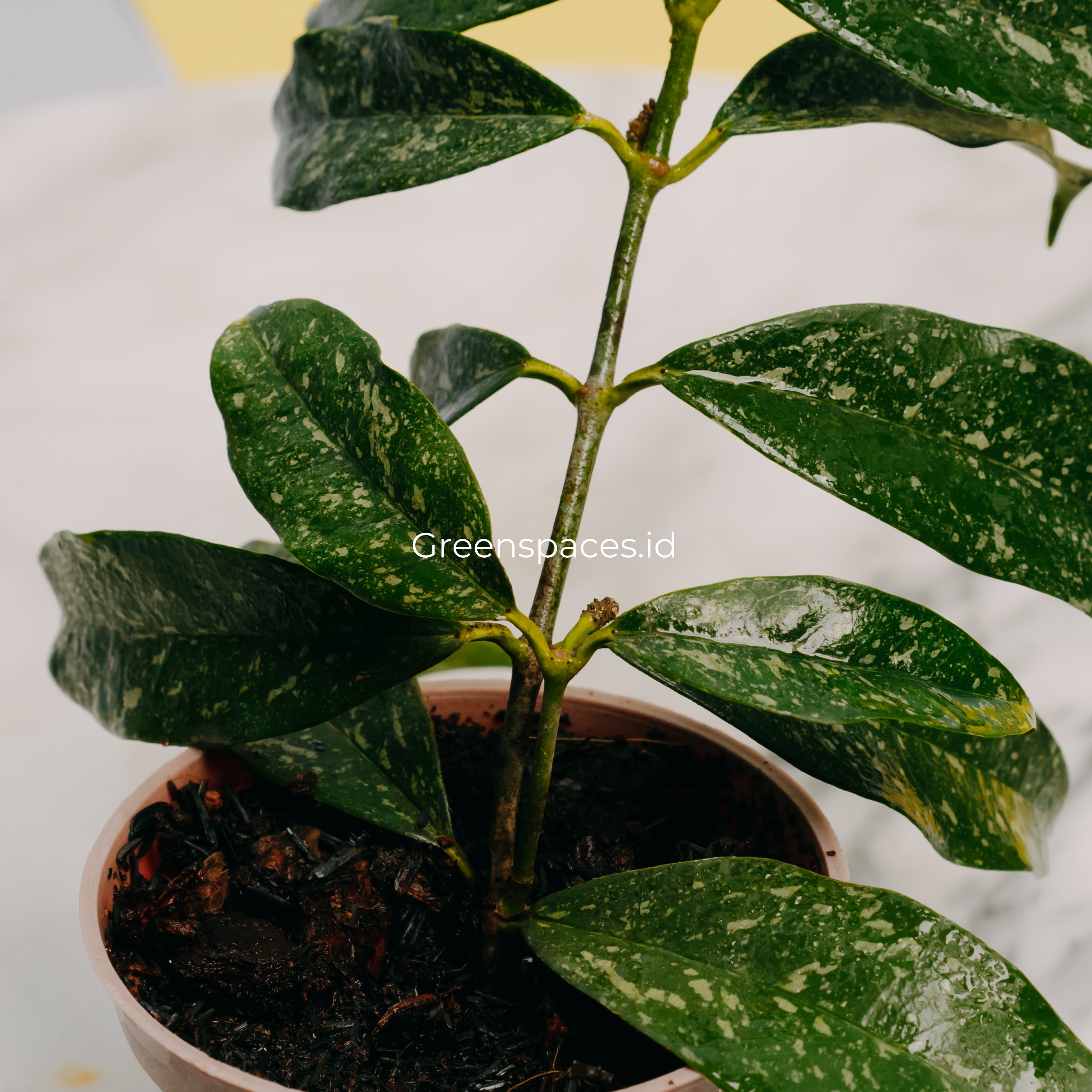 Hoya Campanulata Splash