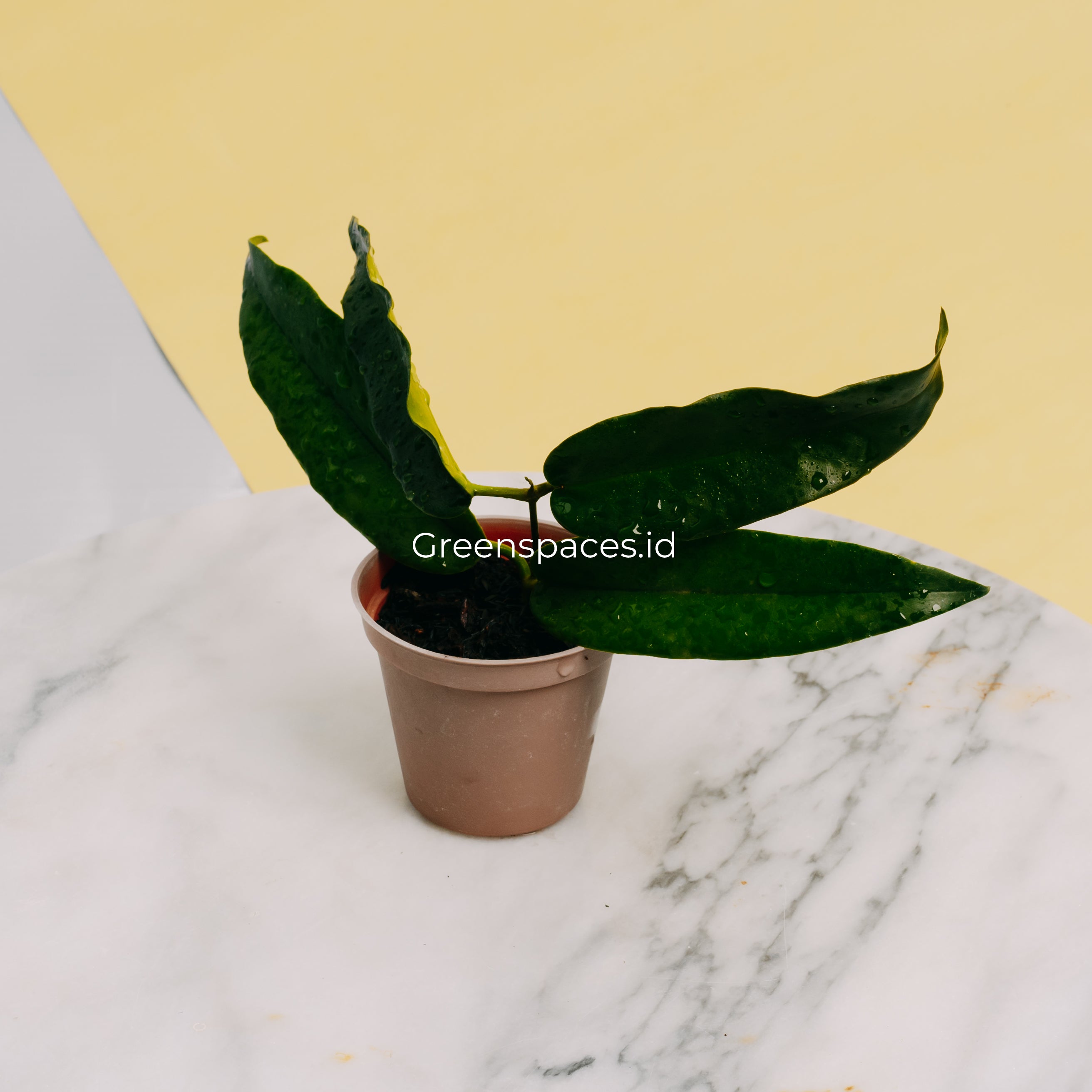 Hoya Stenakey Dark