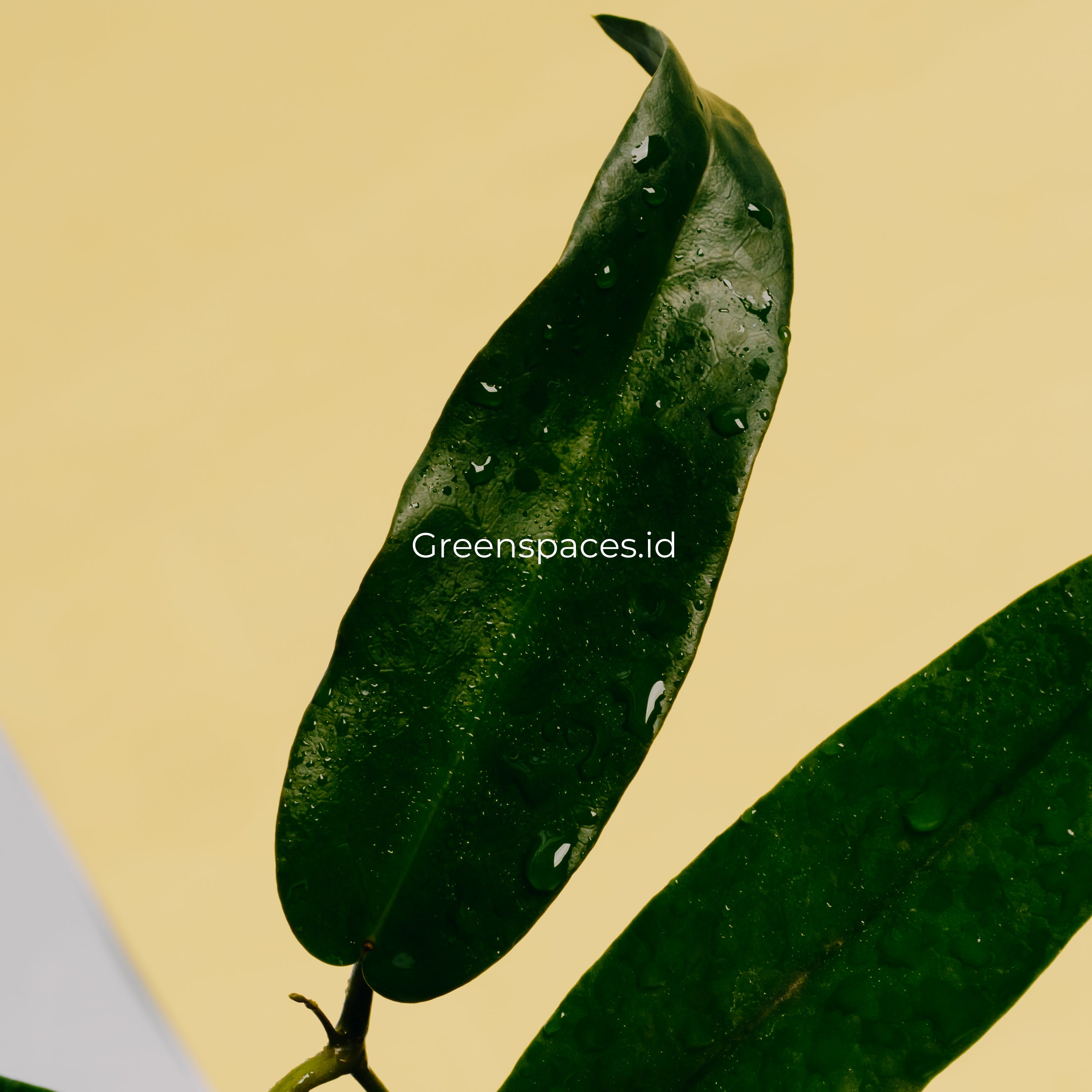 Hoya Stenakey Dark