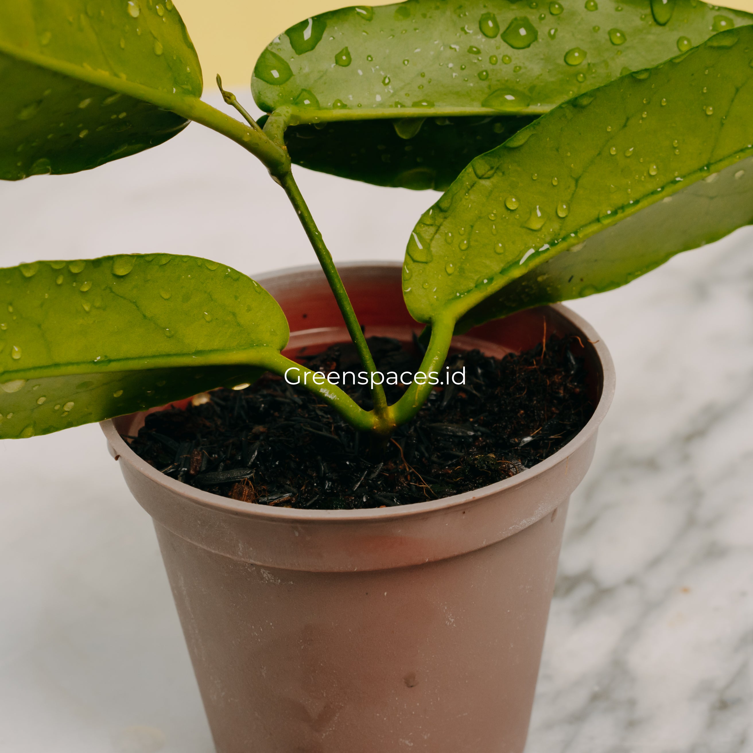 Hoya Stenakey Dark