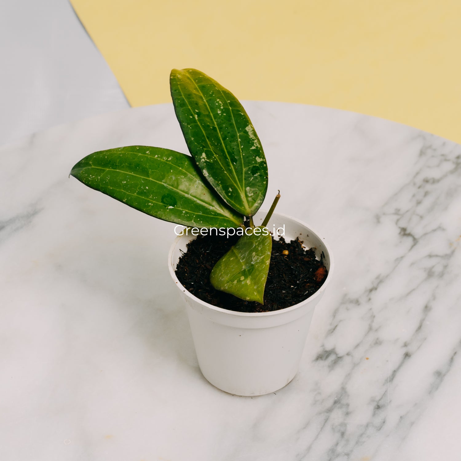 Hoya Sp Sulawesi GPS 8867