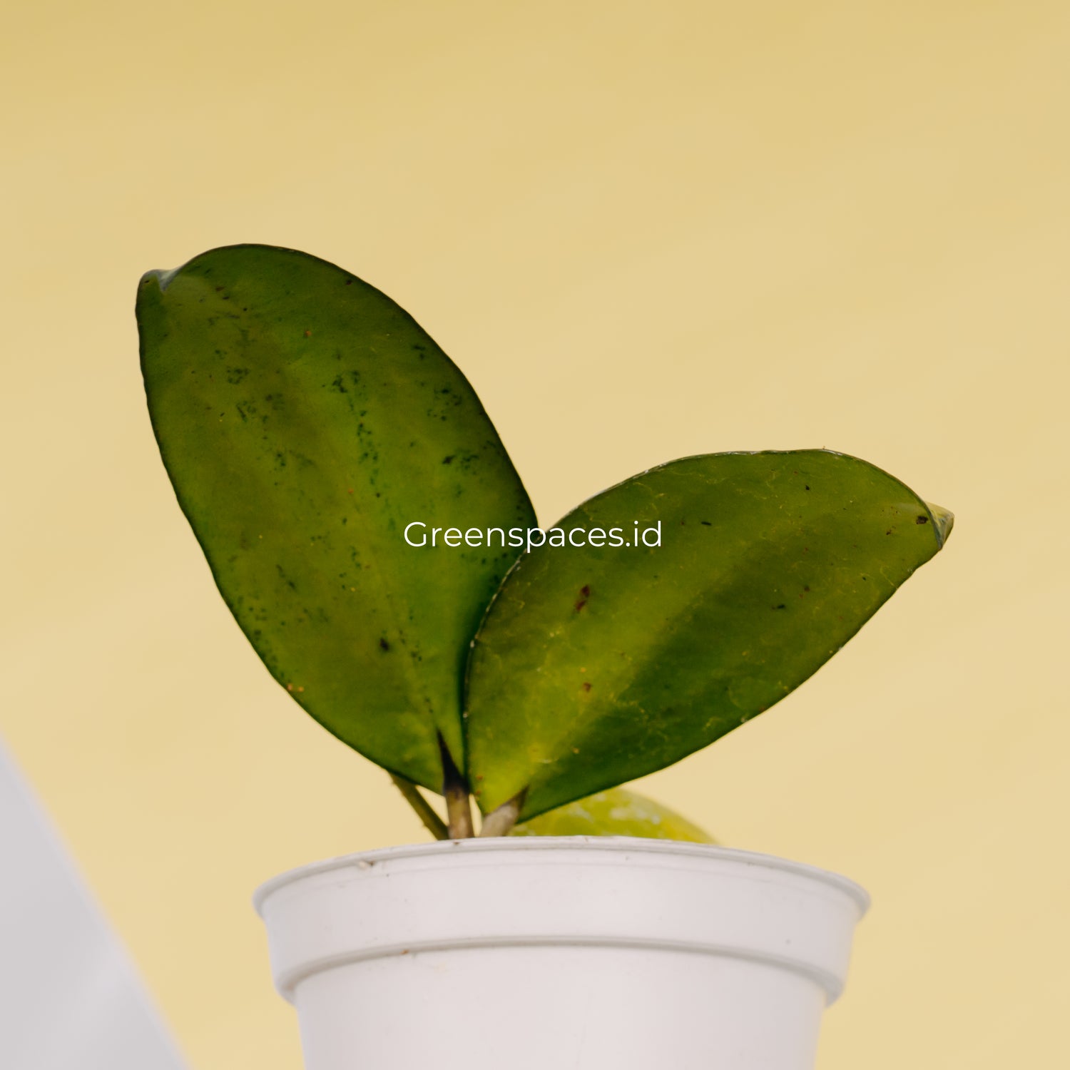 Hoya Sp Sulawesi GPS 8867