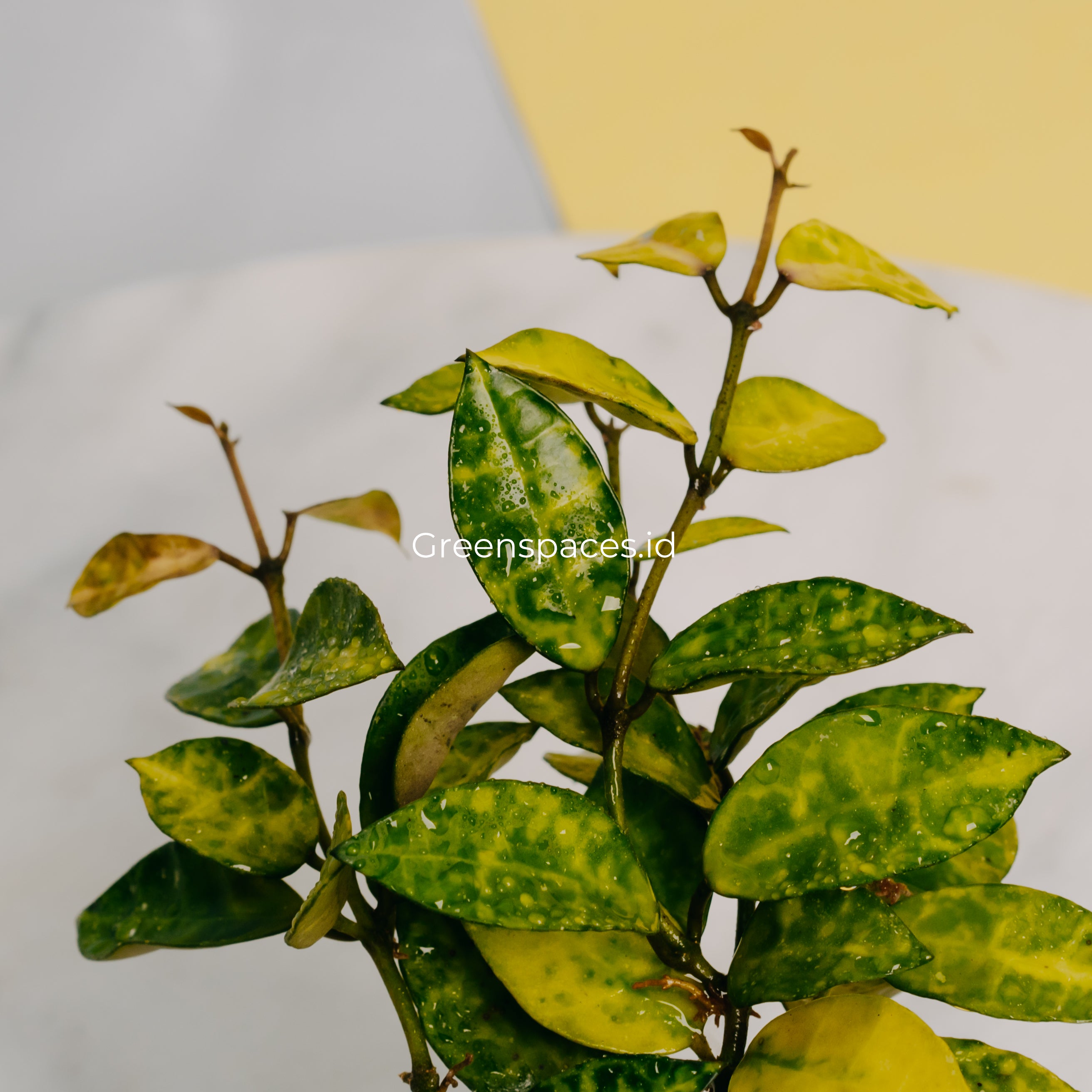 Hoya Lacunosa Amarillo