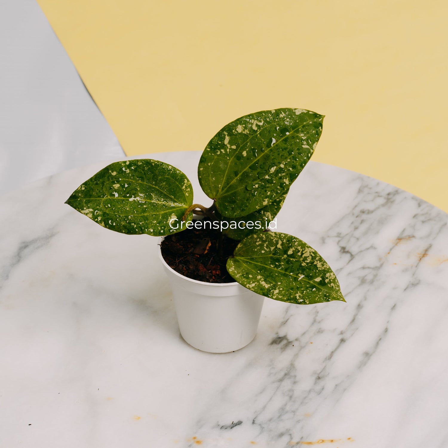 🎁 Hoya Glabra Splash (100% off)