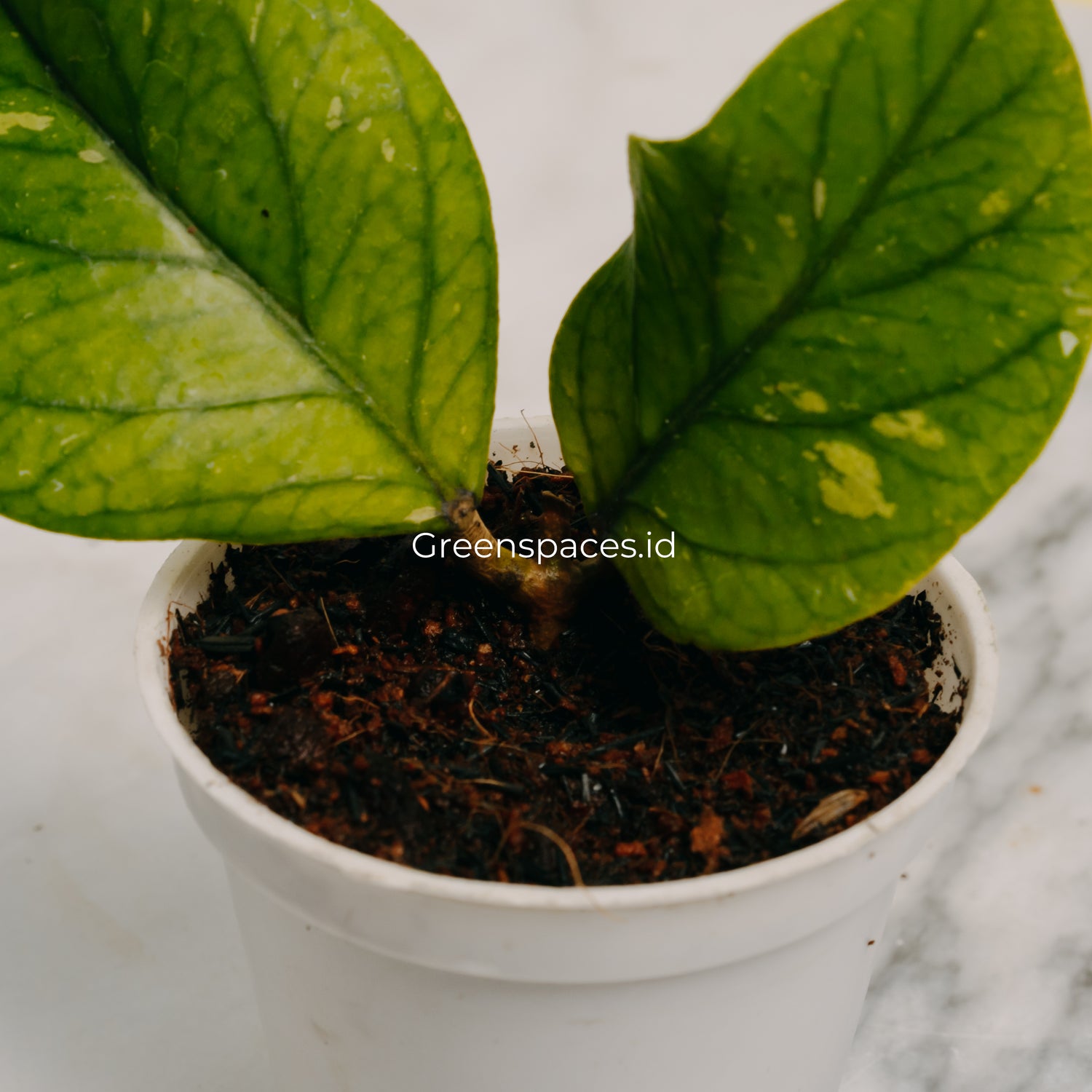 Hoya Meredhitii Round Leaf