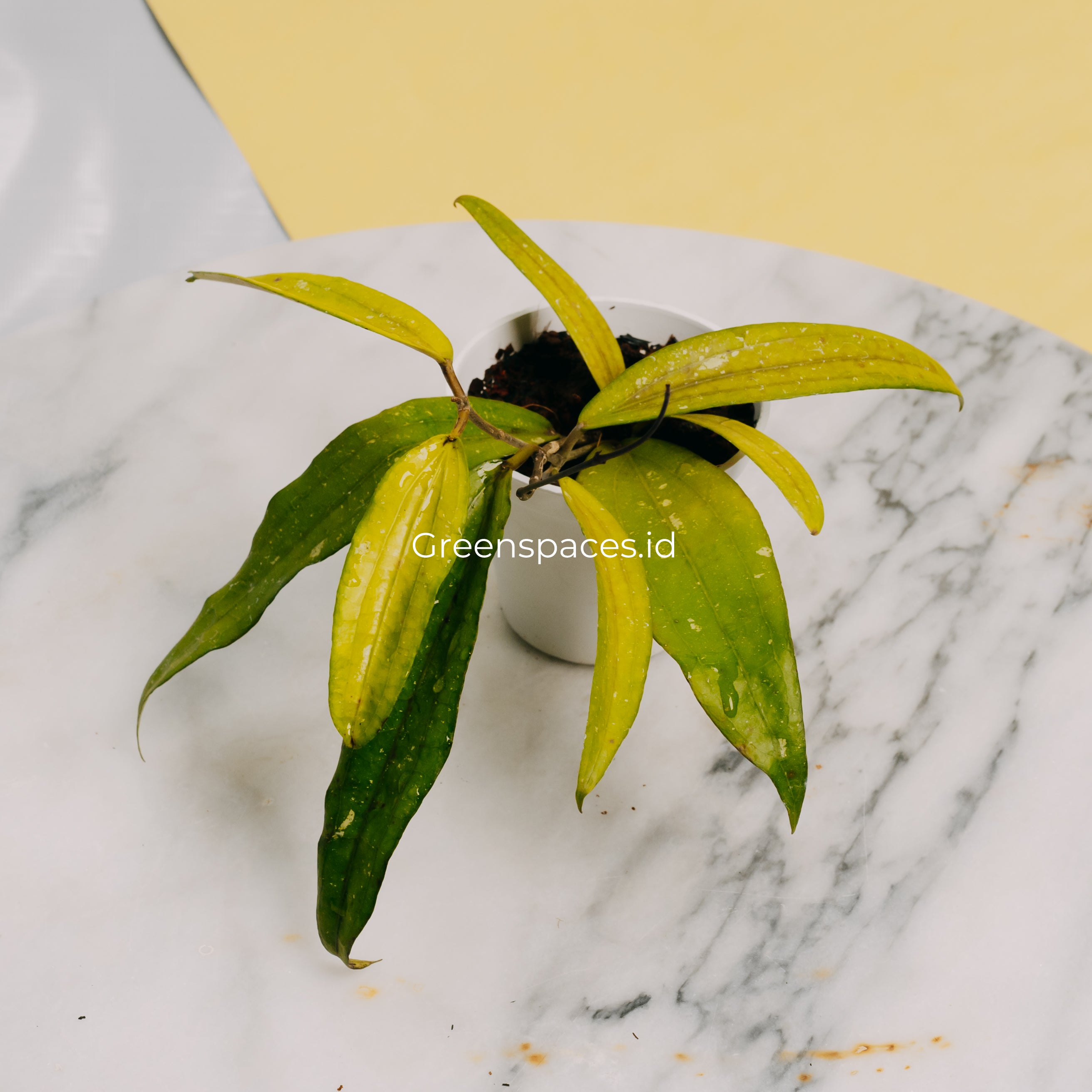 Hoya Sp Rindu Raflesia