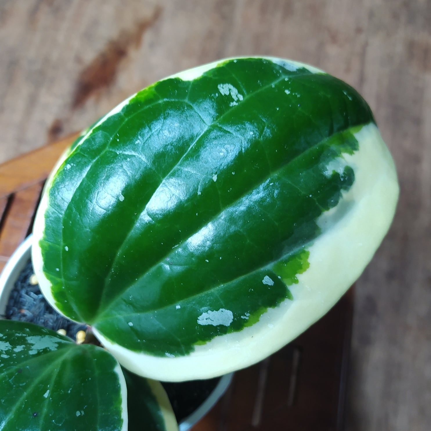 Hoya Latifolia SP Albomarginata Roundleaf