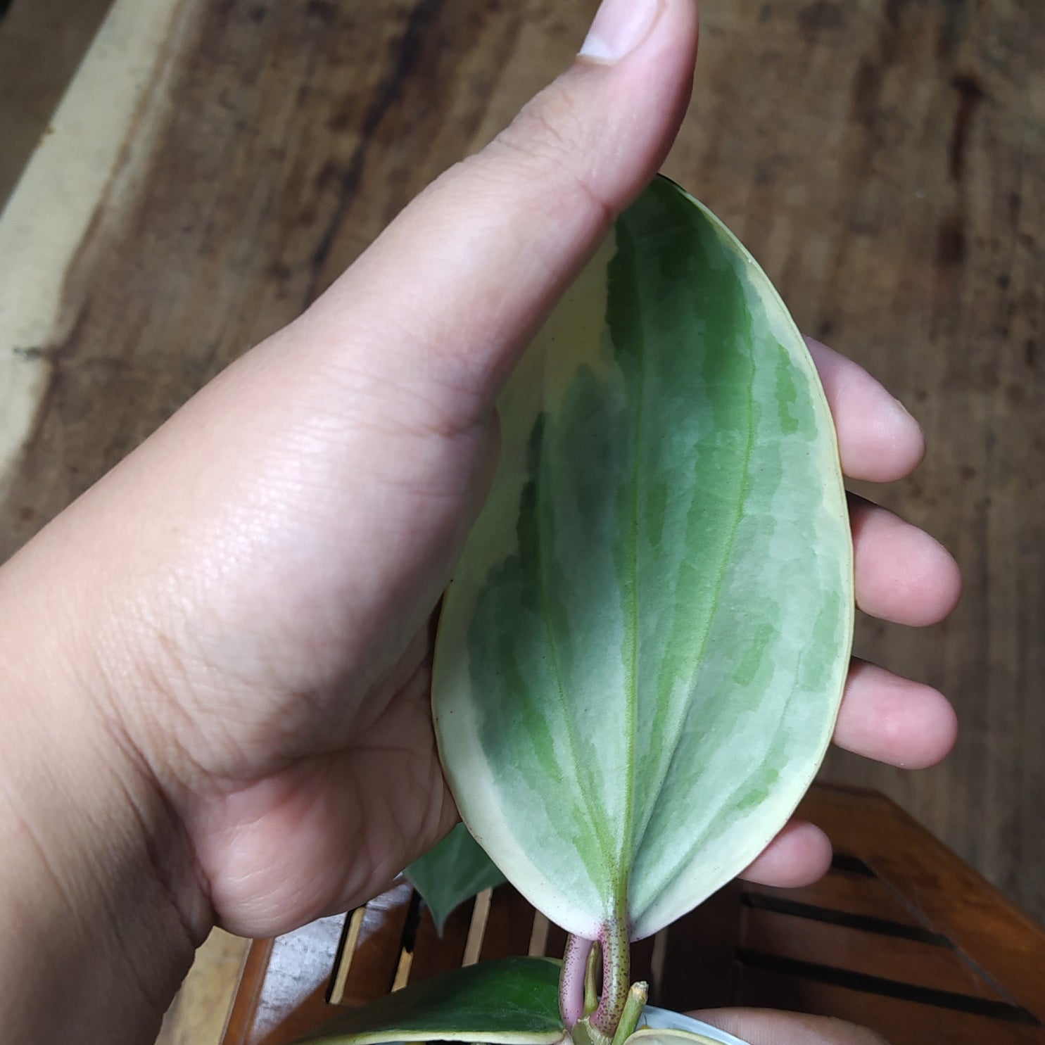 Hoya Latifolia SP Albomarginata Roundleaf
