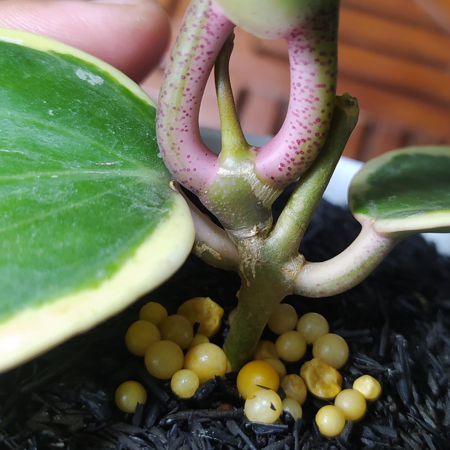 Hoya Latifolia SP Albomarginata Roundleaf