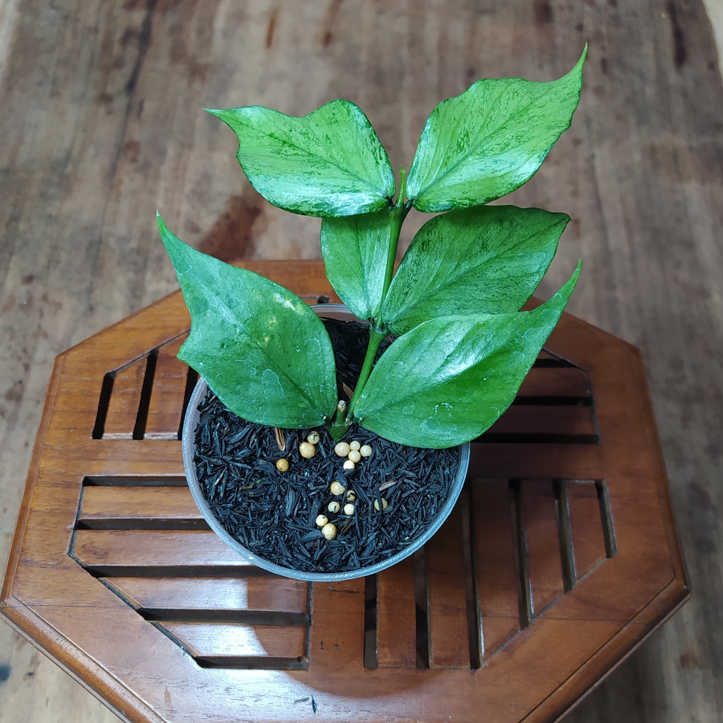 Hoya Polyneura Silver (Broget)