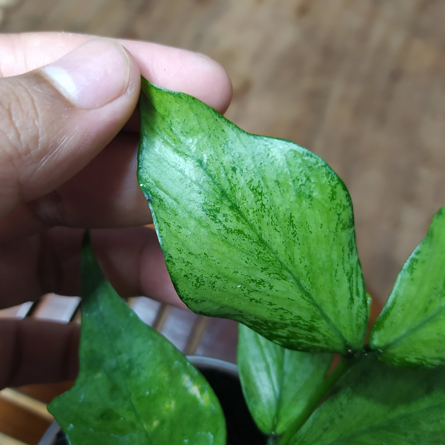 Hoya Polyneura Silver (Broget)