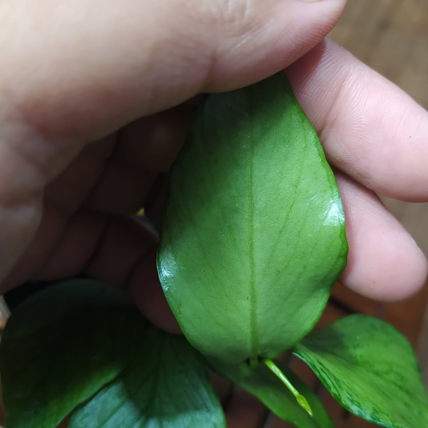 Hoya Polyneura Silver (Broget)