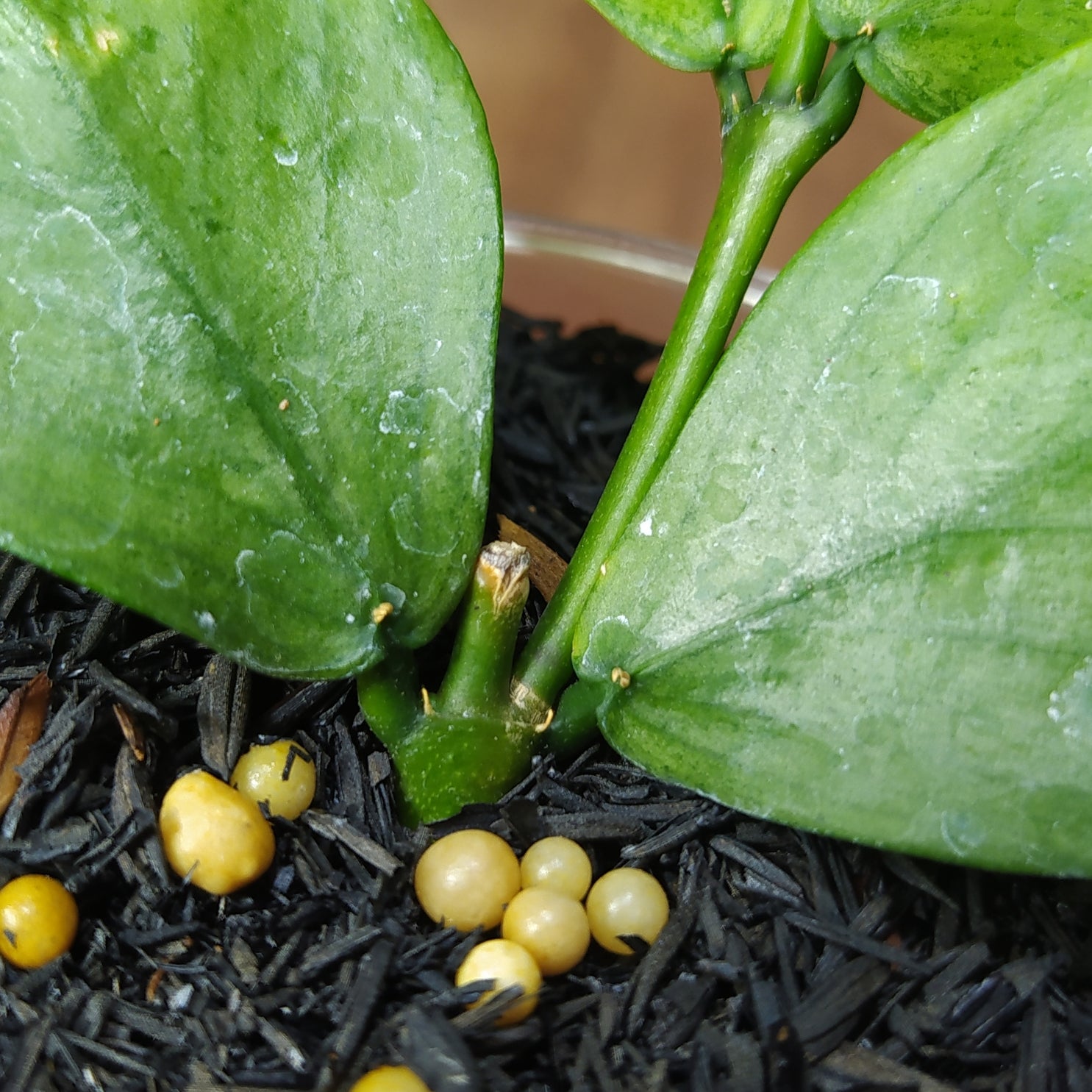Hoya Polyneura Silver (Broget)
